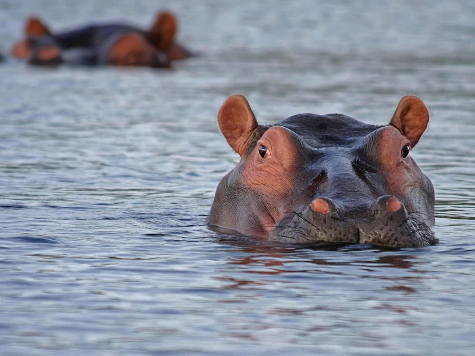 Rondreis Zuid-Afrika, St. Lucia, excursie Hippo & Croc Boat Cruise, nijlpaard