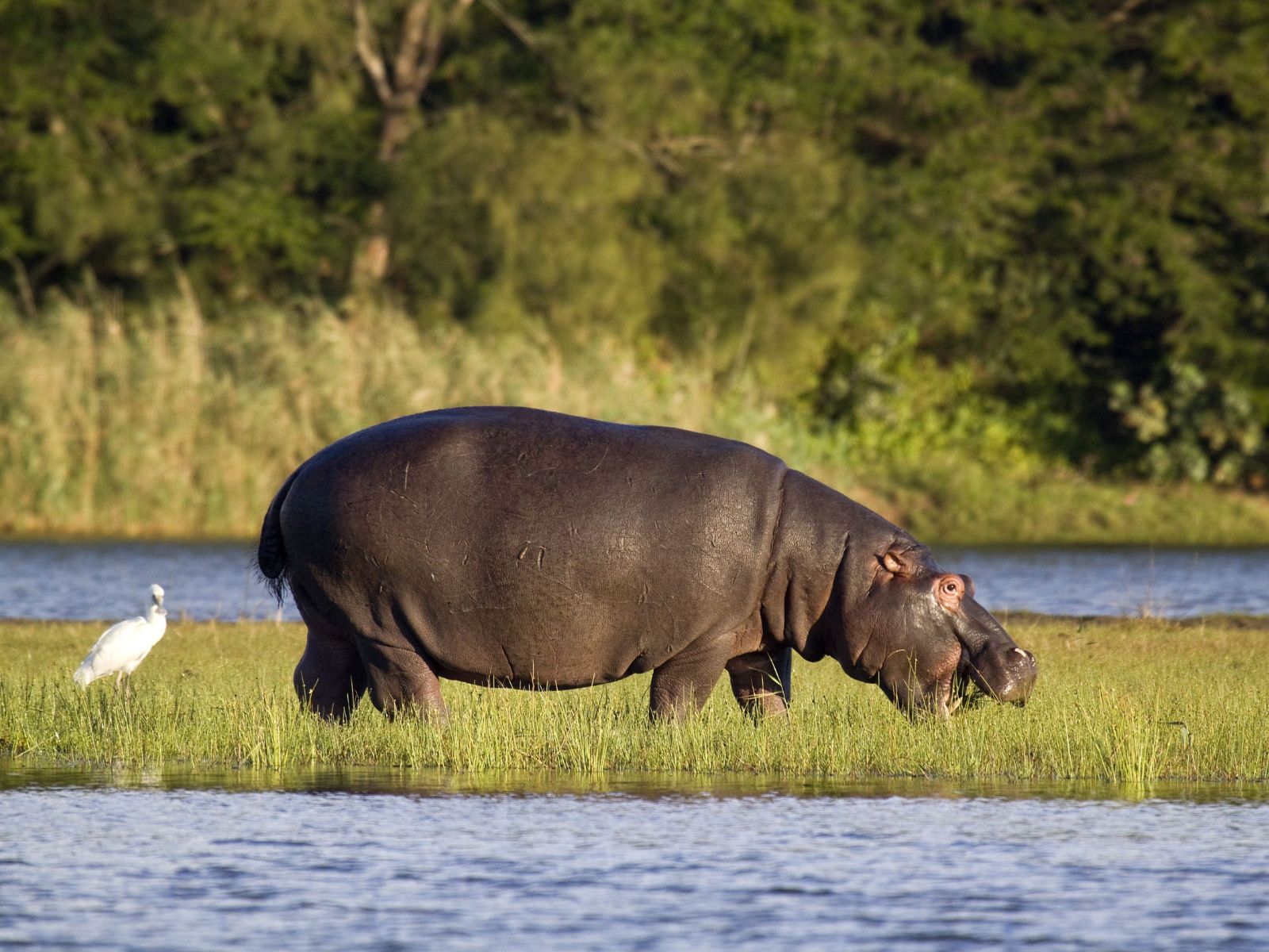 Rondreis Zuid-Afrika, St. Lucia, excursie Hippo & Croc Boat Cruise, staande nijlpaard