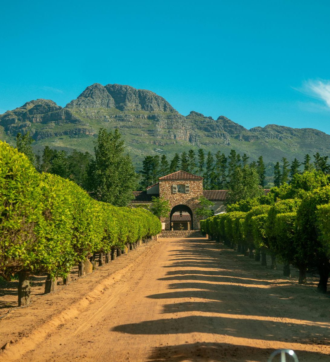 Rondreis Zuid-Afrika, Stellenbosch, excursie Stellenbosch Vineyard Meander, wijngaard, wijnhuis en wijngaarden