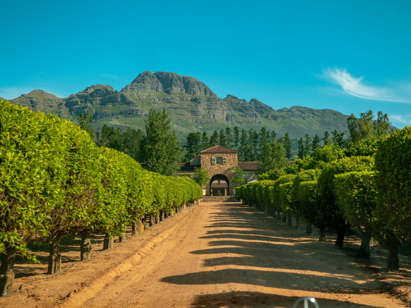 Rondreis Zuid-Afrika, Stellenbosch, excursie Stellenbosch Vineyard Meander, wijngaard, wijnhuis en wijngaarden