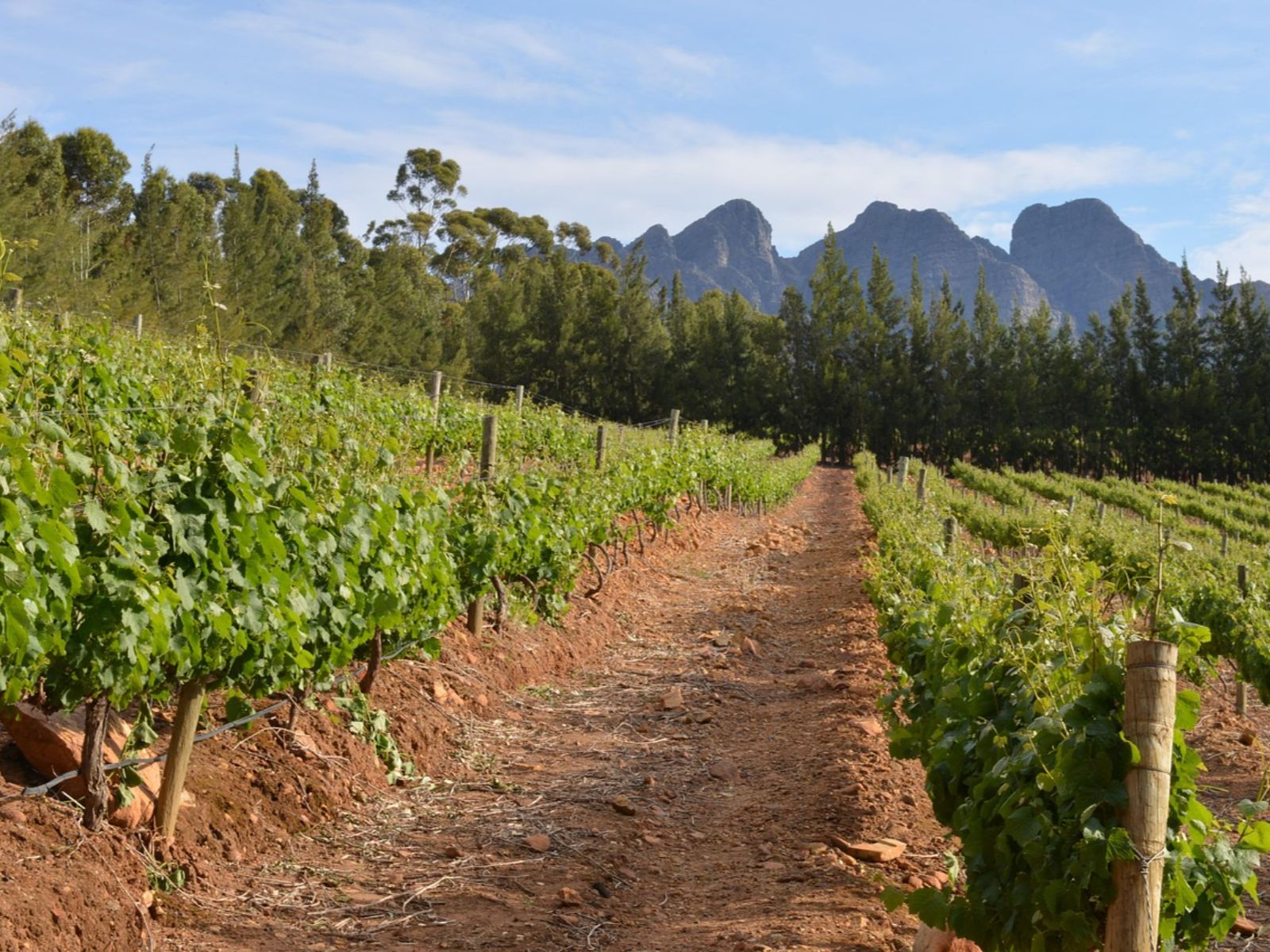 Rondreis Zuid-Afrika, Stellenbosch, excursie Stellenbosch Vineyard Meander, wijngaard