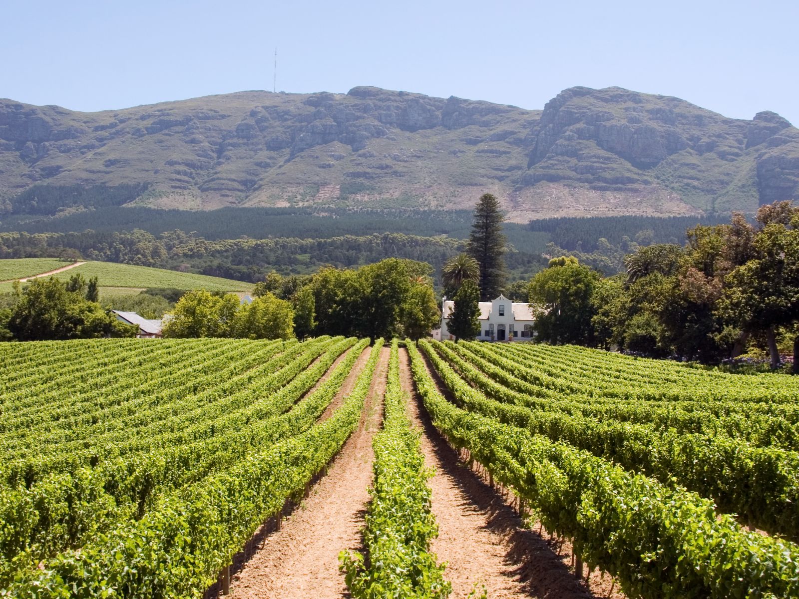 Rondreis Zuid-Afrika, Stellenbosch, excursie Stellenbosch Vineyard Meander, wijngaarden