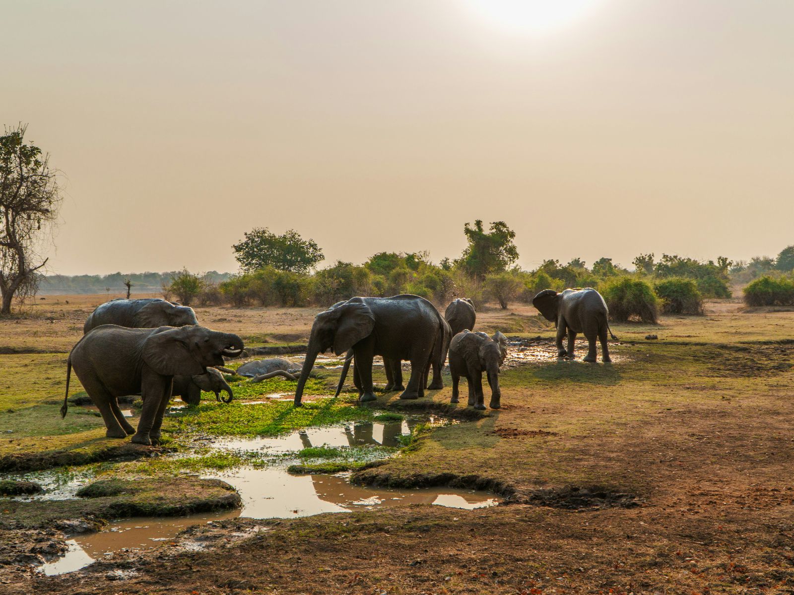 Rondreis Zuid-Afrika, excursie Addo Sunset drive, Addo NP, Olifanten bij waterplaats