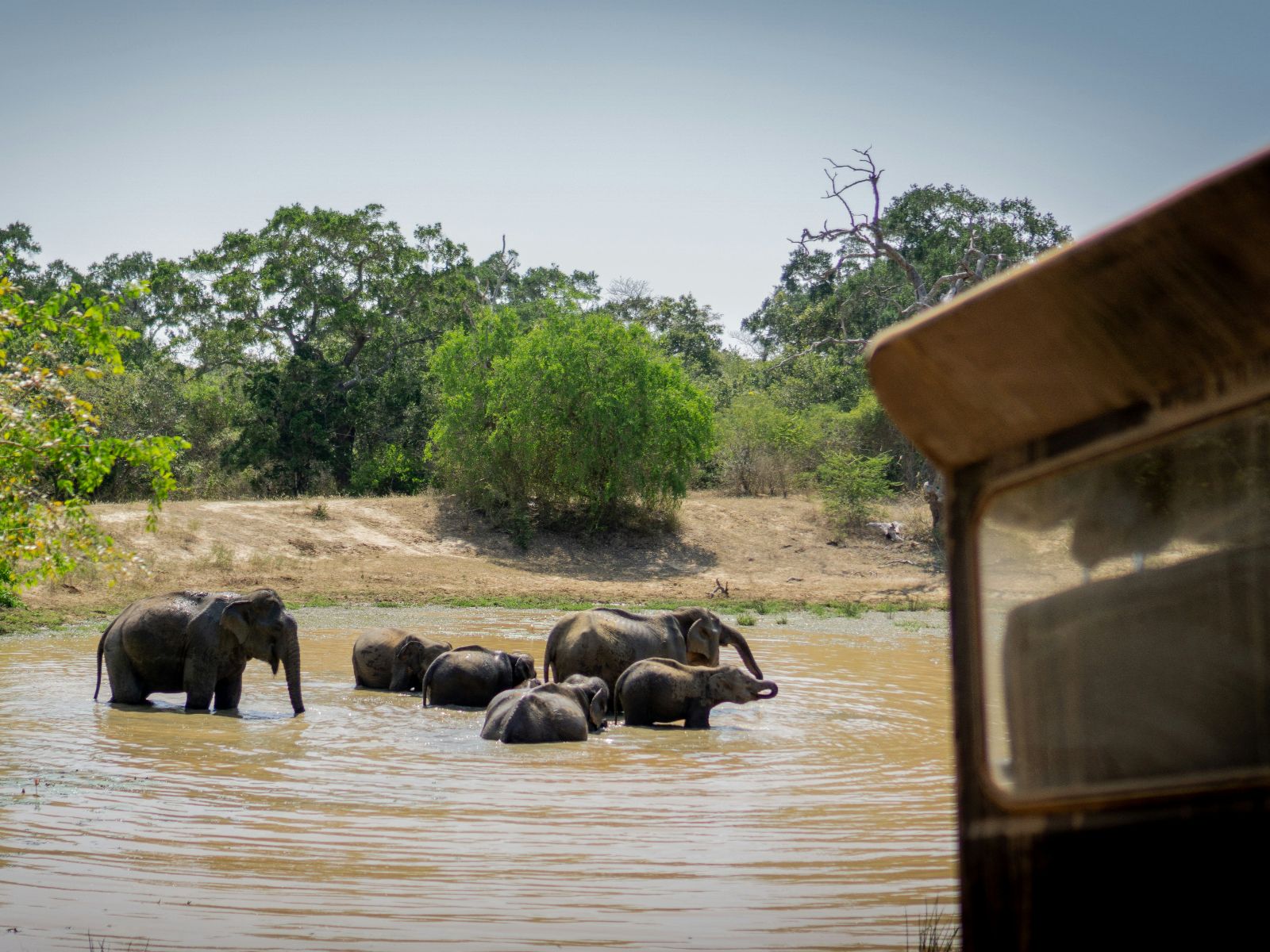 Rondreis Zuid-Afrika, excursie Addo Sunset drive, Addo NP, Olifanten in water met safari jeep