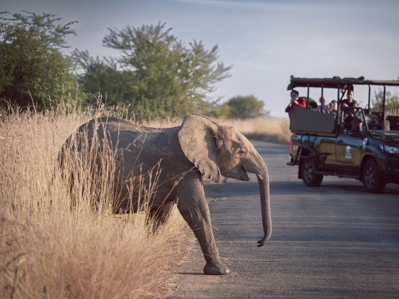 Rondreis Zuid-Afrika, excursie Addo Sunset drive, Addo NP, olifant met safari jeep