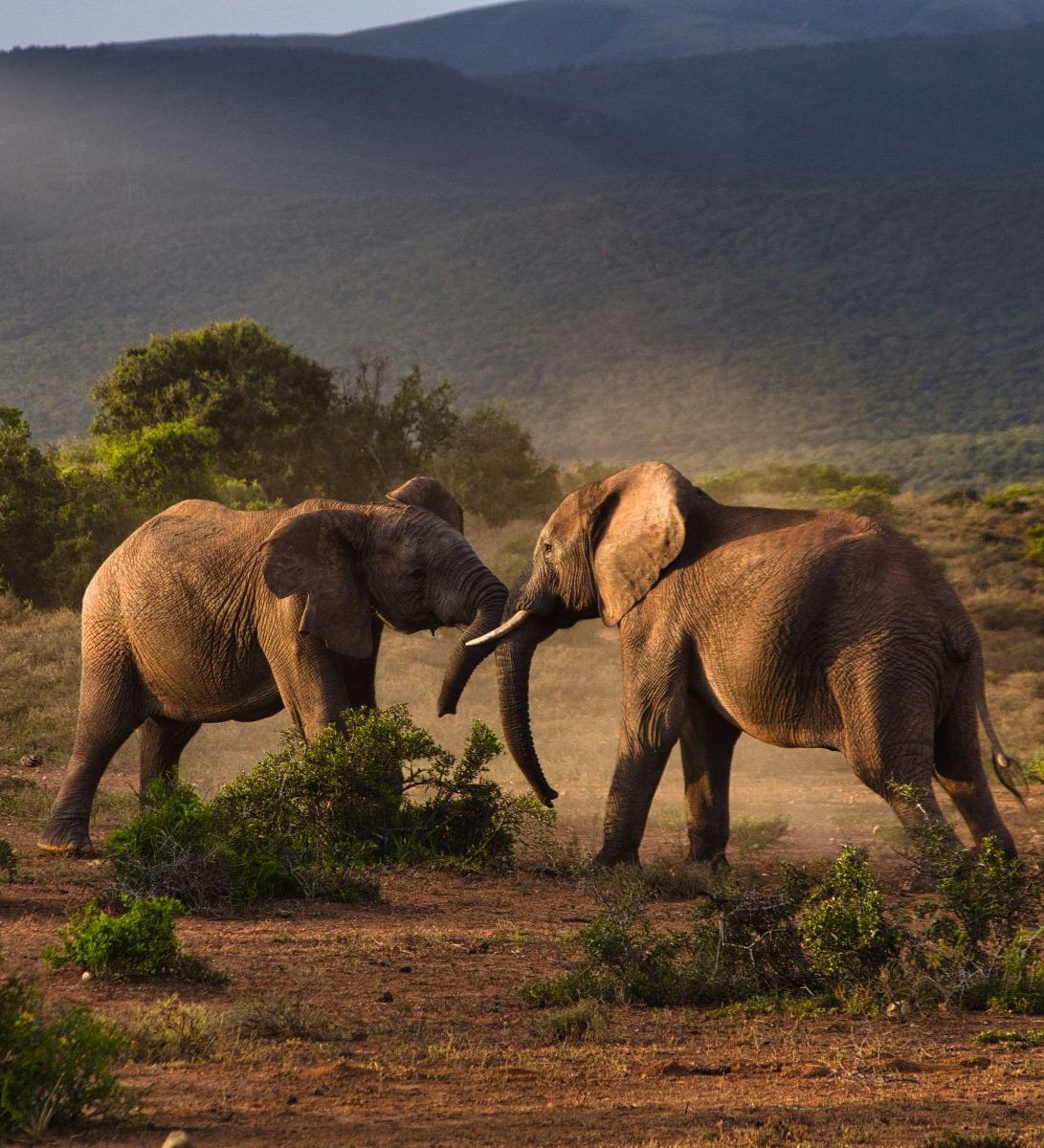Rondreis Zuid-Afrika, excursie Addo Sunset drive, Addo NP, olifanten in gevecht bij zonsondergang