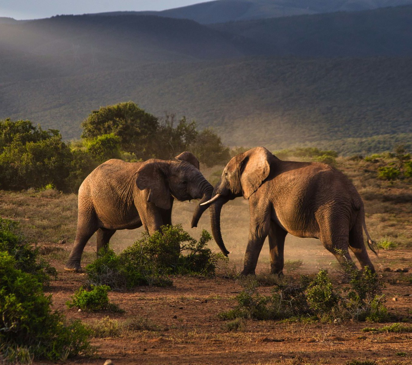 Rondreis Zuid-Afrika, excursie Addo Sunset drive, Addo NP, olifanten in gevecht bij zonsondergang