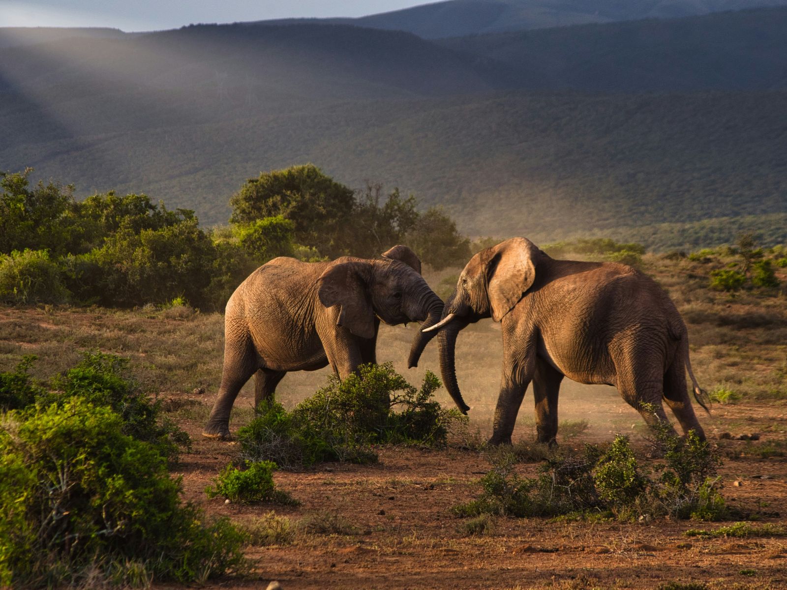 Rondreis Zuid-Afrika, excursie Addo Sunset drive, Addo NP, olifanten in gevecht bij zonsondergang