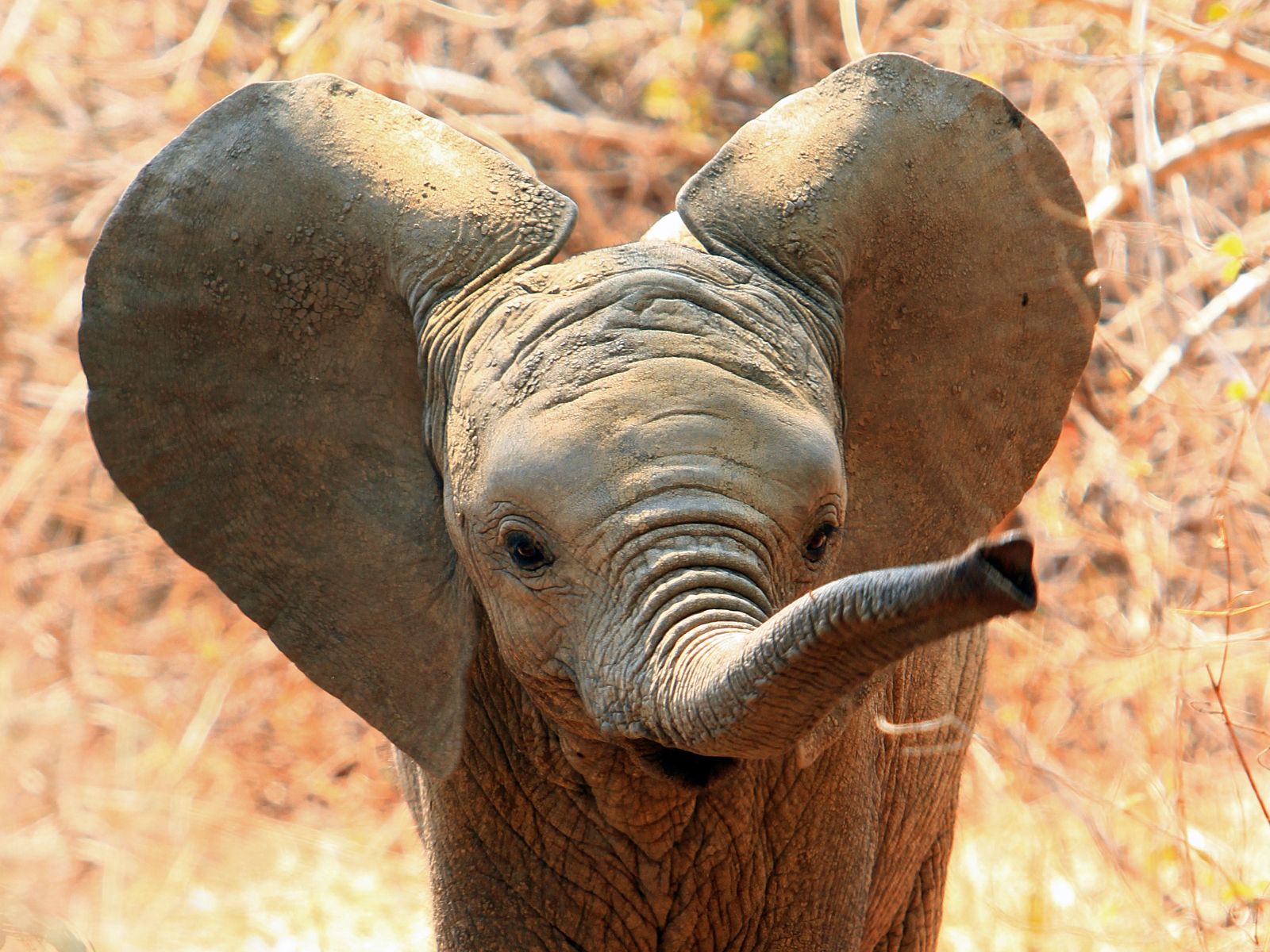 Rondreis Zuid-Afrika, excursie Day Game Drive, Addo NP, jonge olifant