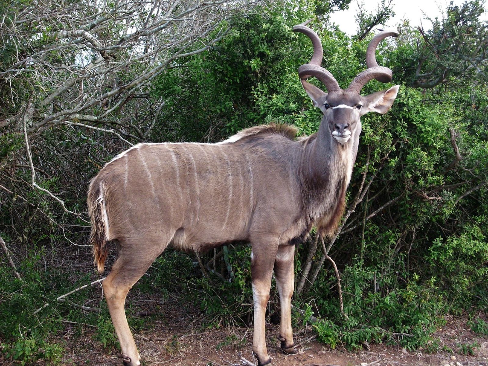 Rondreis Zuid-Afrika, excursie Day Game Drive, Addo NP, kudu dichtbij
