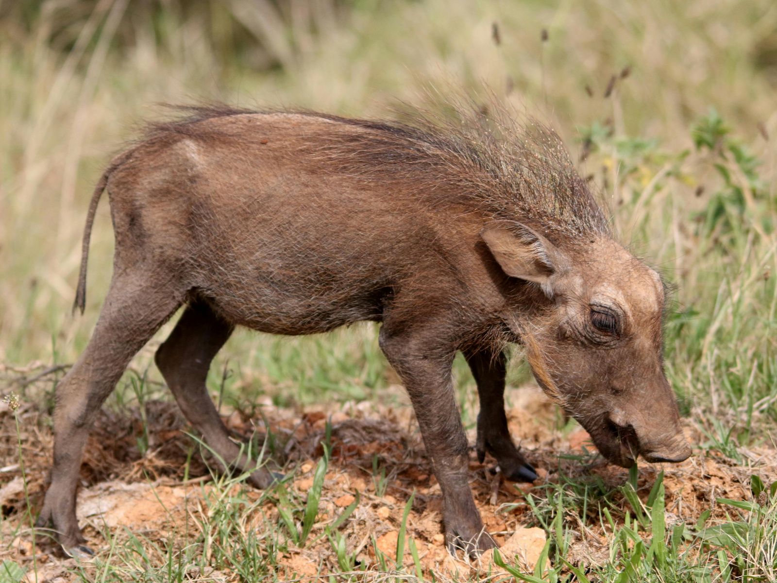Rondreis Zuid-Afrika, excursie Day Game Drive, Addo NP, kudu