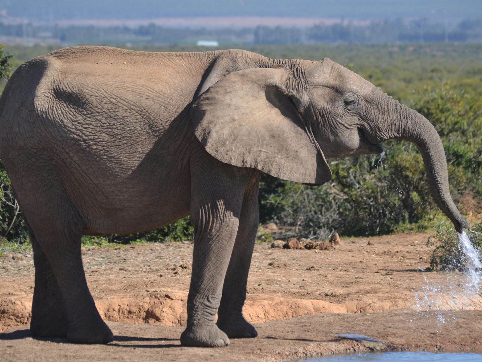 Rondreis Zuid-Afrika, excursie Day Game Drive, Addo NP, olifant spuit met water