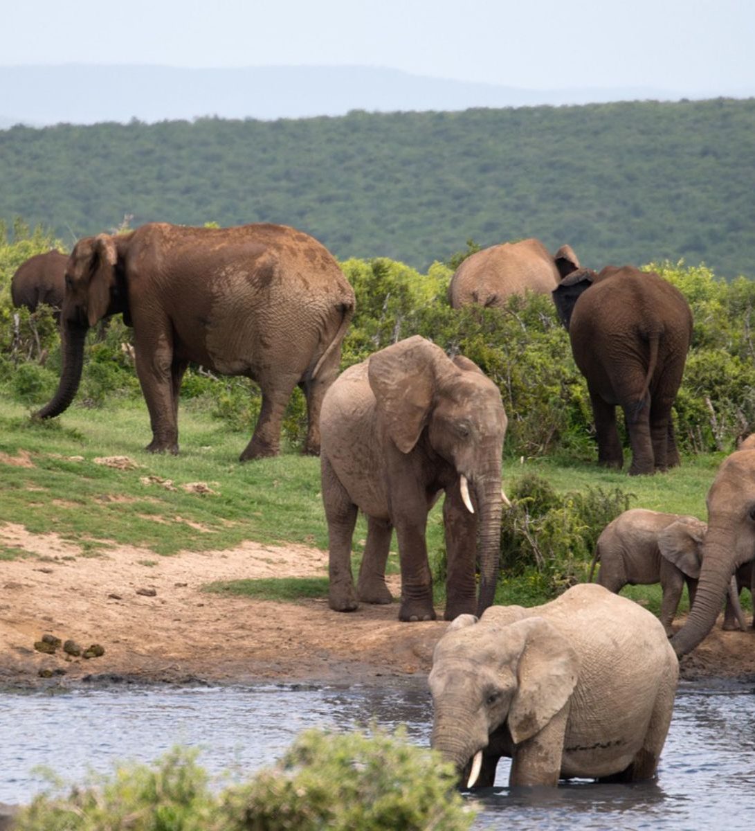 Rondreis Zuid-Afrika, excursie Day Game Drive, Addo NP, olifanten in rivier