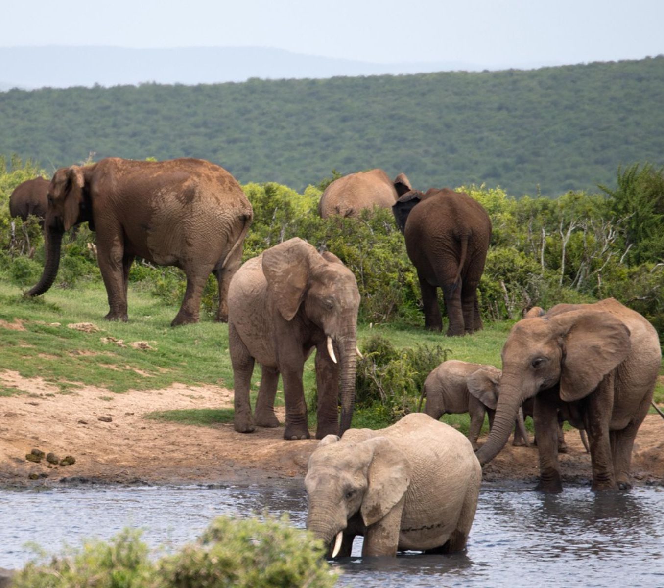 Rondreis Zuid-Afrika, excursie Day Game Drive, Addo NP, olifanten in rivier