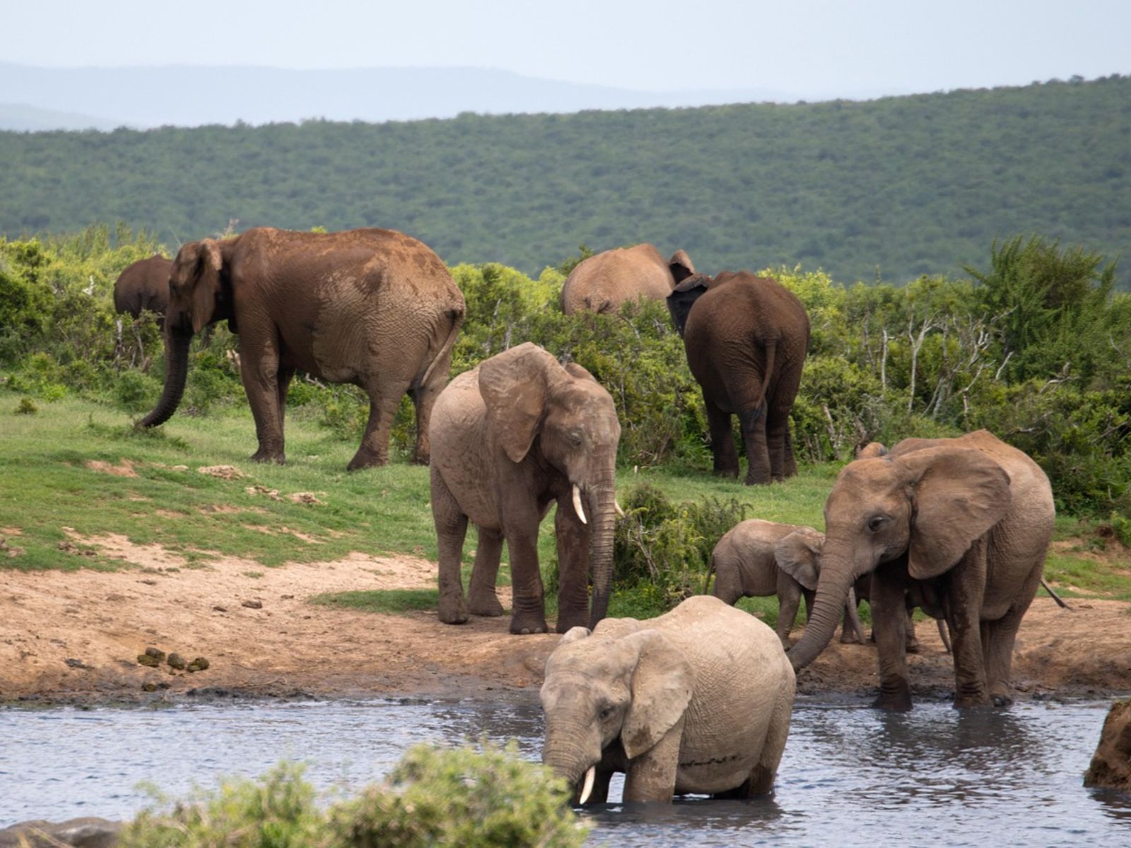 Rondreis Zuid-Afrika, excursie Day Game Drive, Addo NP, olifanten in rivier
