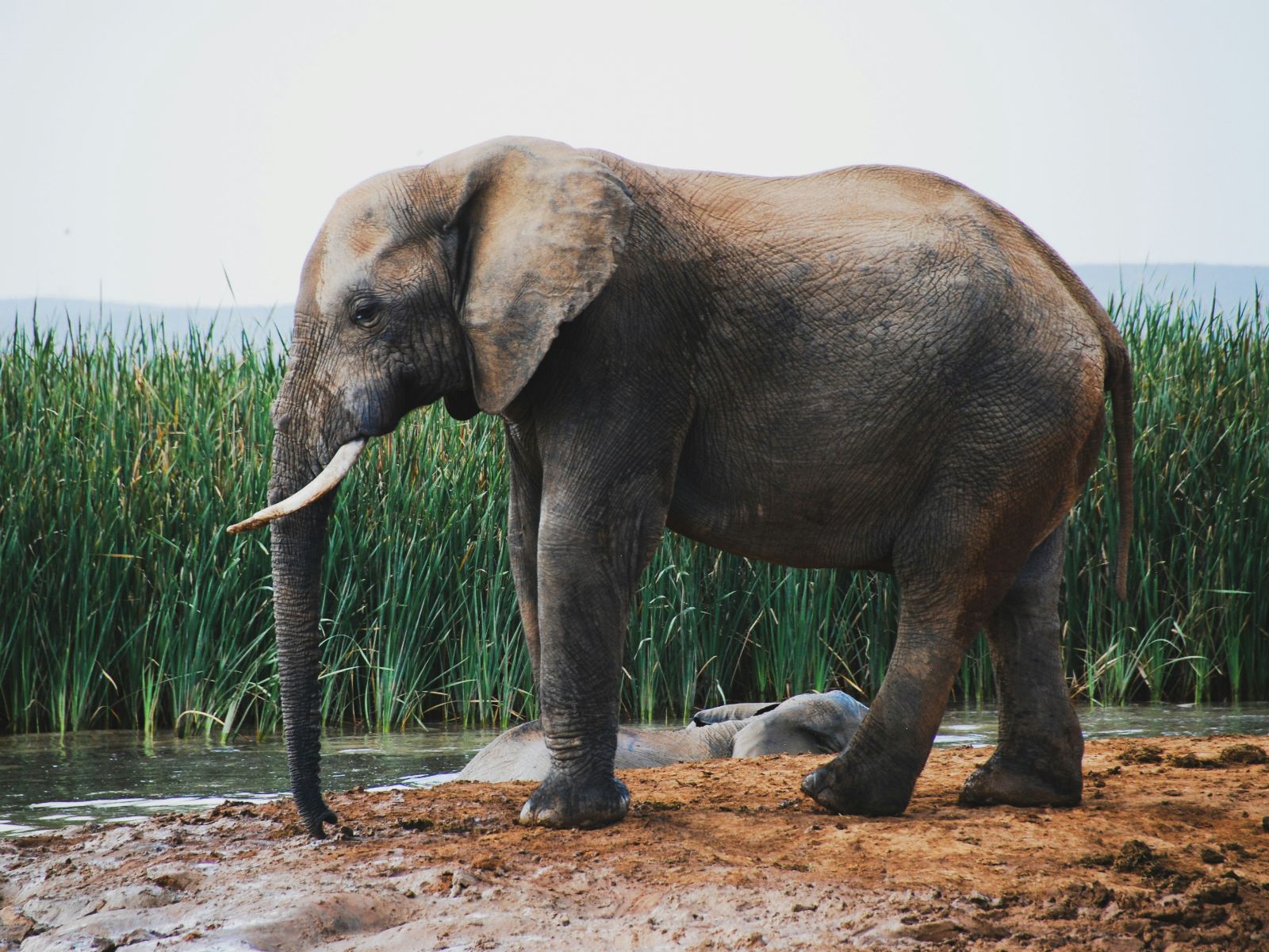 Rondreis Zuid-Afrika, excursie Day Game Drive, Addo NP, olifanten oever van de rivier