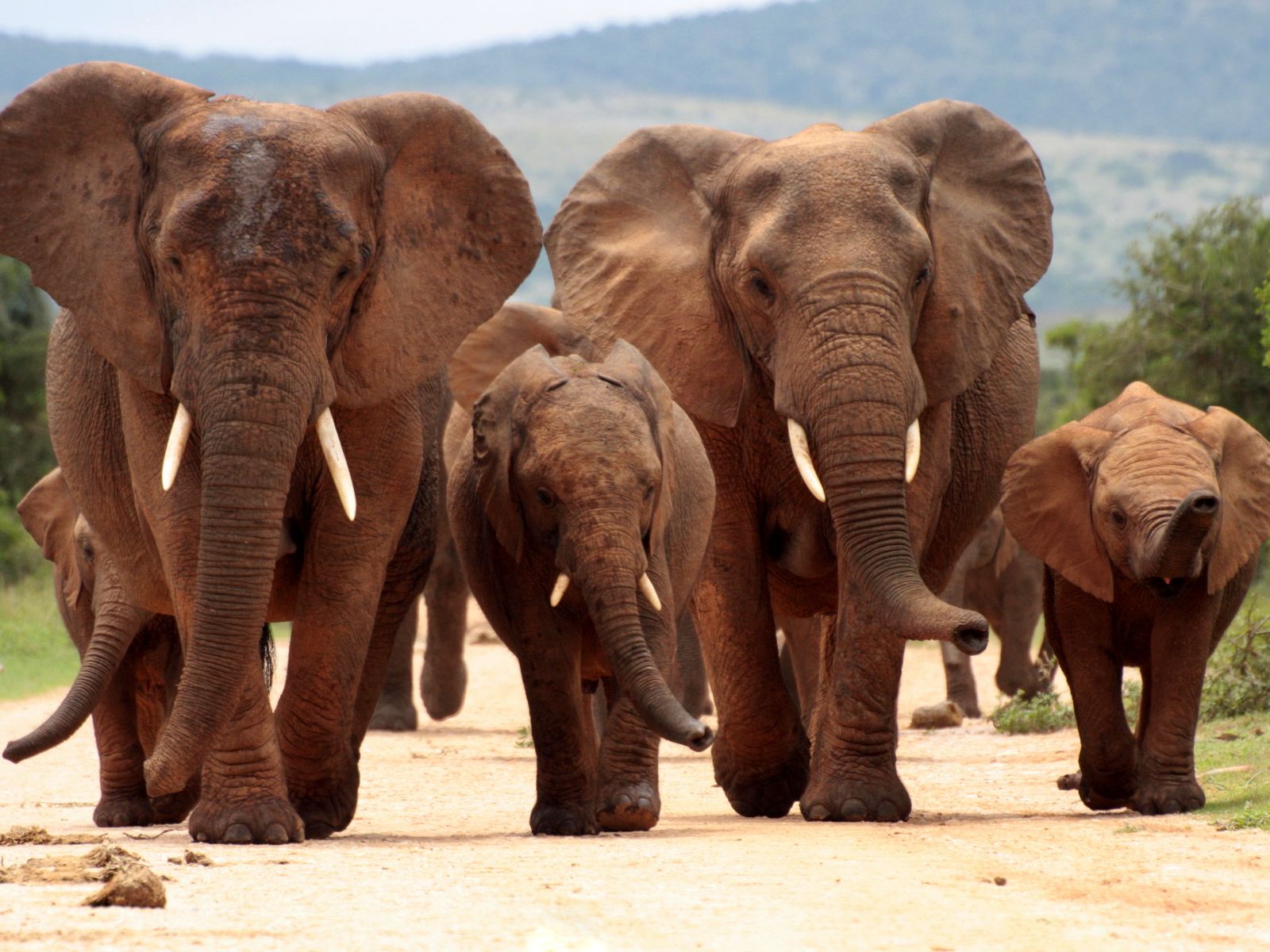 Rondreis Zuid-Afrika, excursie Day Game Drive, Addo NP, olifanten