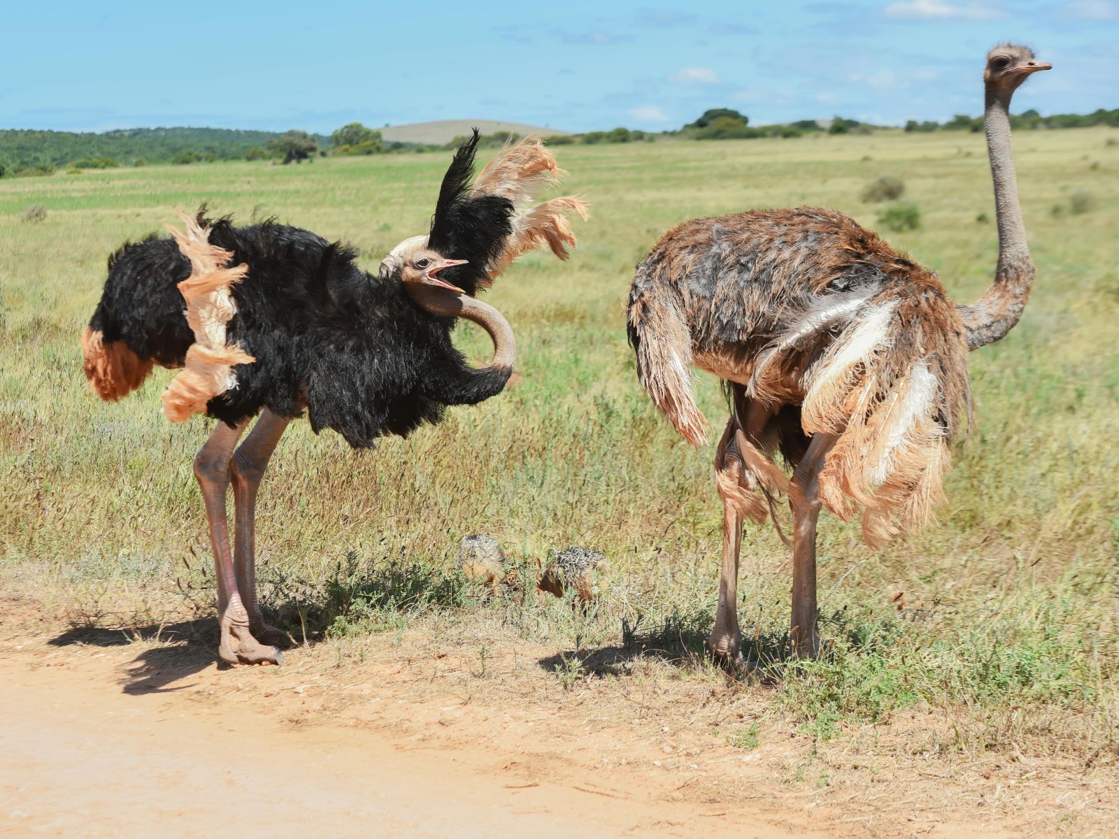 Rondreis Zuid-Afrika, excursie Day Game Drive, Addo NP, struisvogels