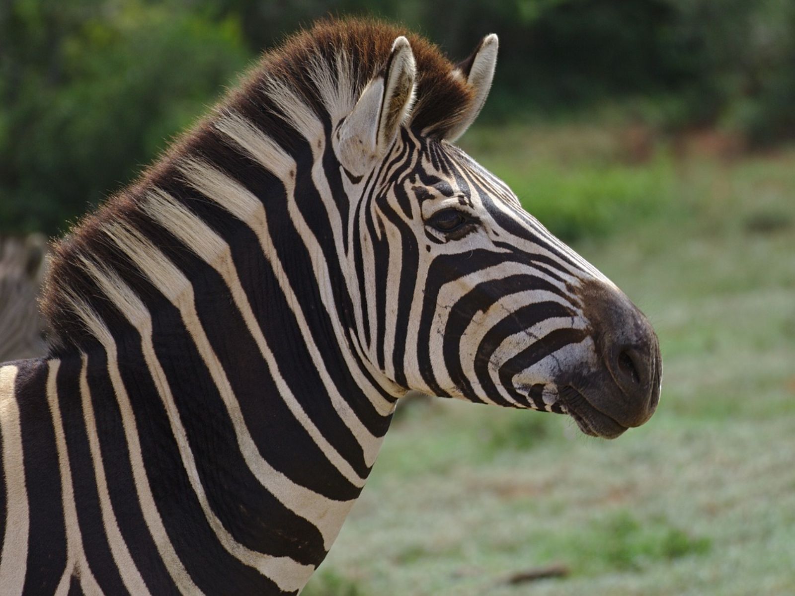 Rondreis Zuid-Afrika, excursie Day Game Drive, Addo NP, zebra