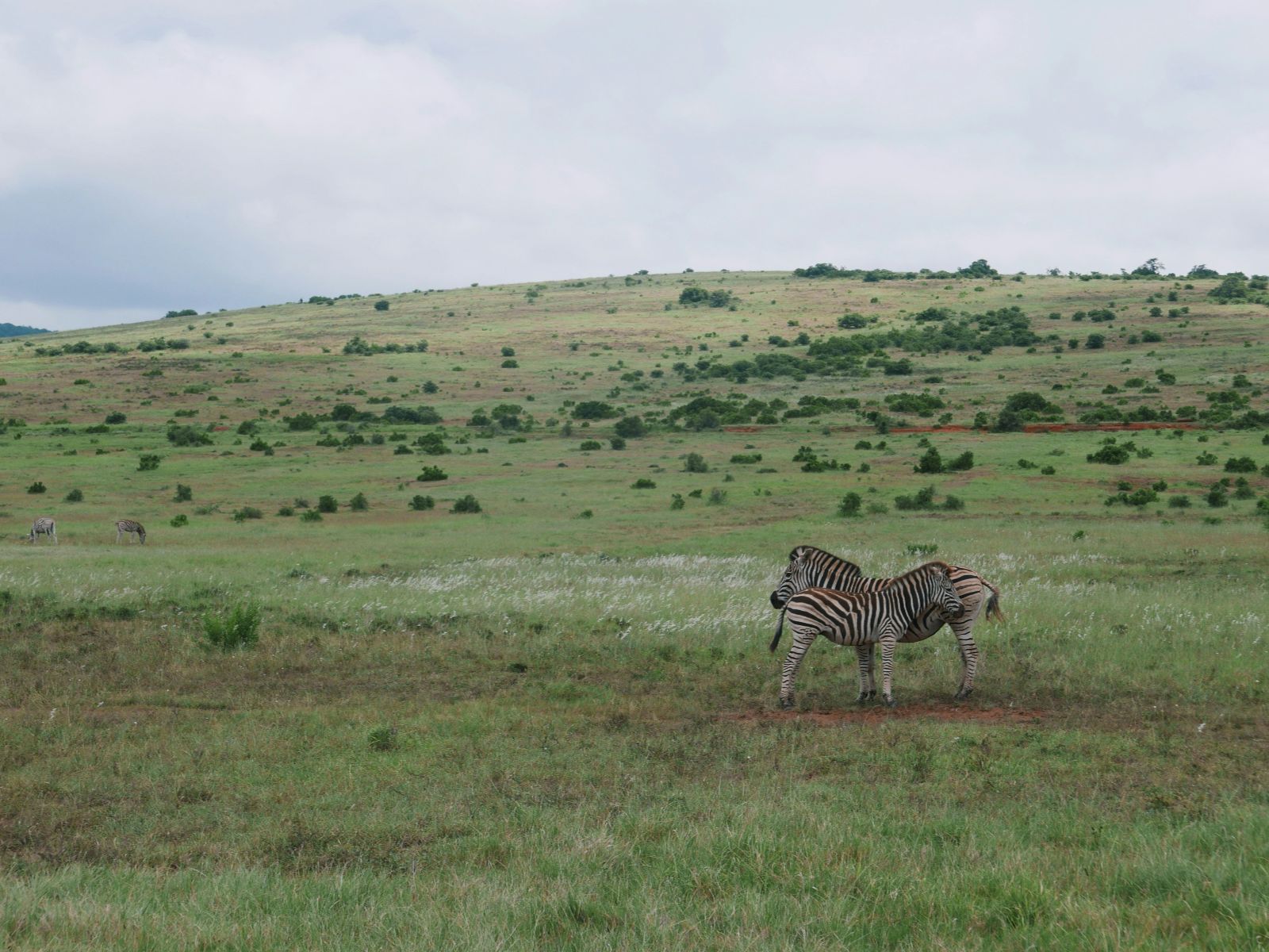 Rondreis Zuid-Afrika, excursie Day Game Drive, Addo NP, zebra's op groene vlakte