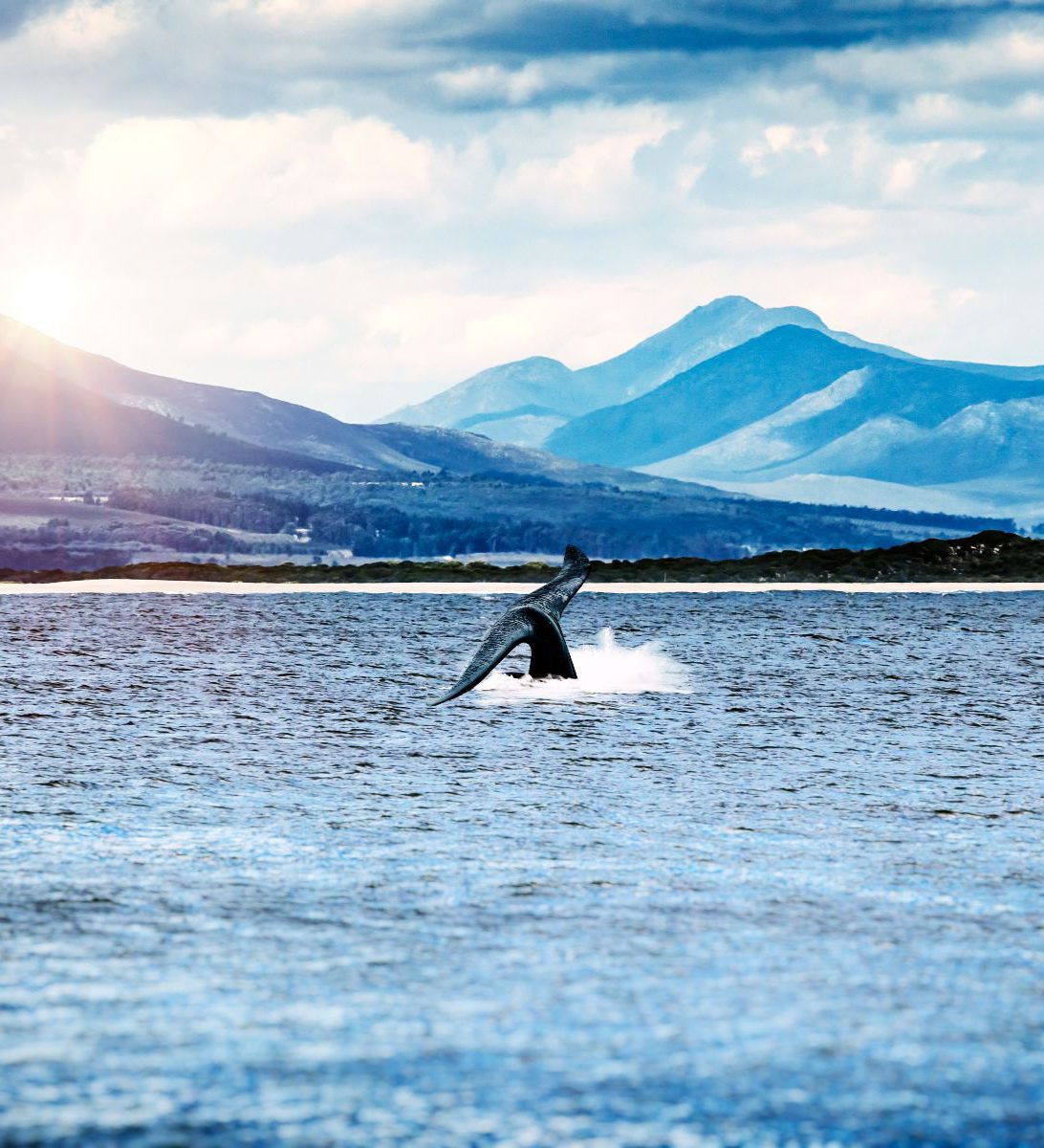 Rondreis Zuid-Afrika, excursie Whales and wine tour, Hermanus walvis