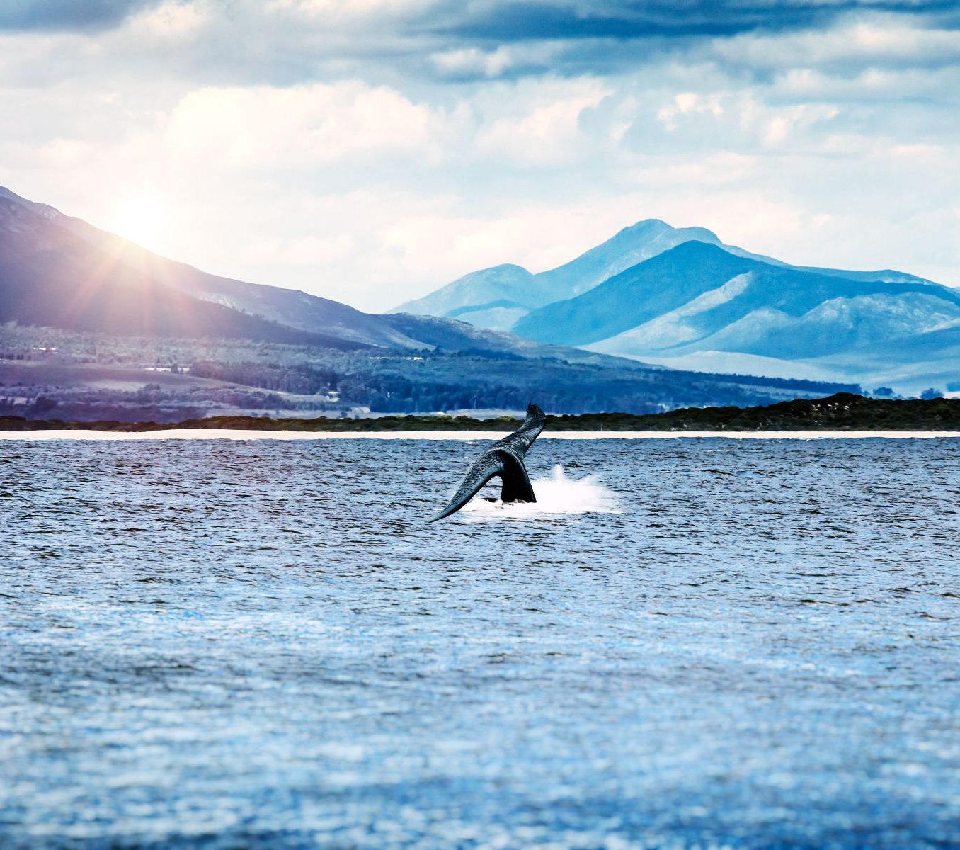 Rondreis Zuid-Afrika, excursie Whales and wine tour, Hermanus walvis