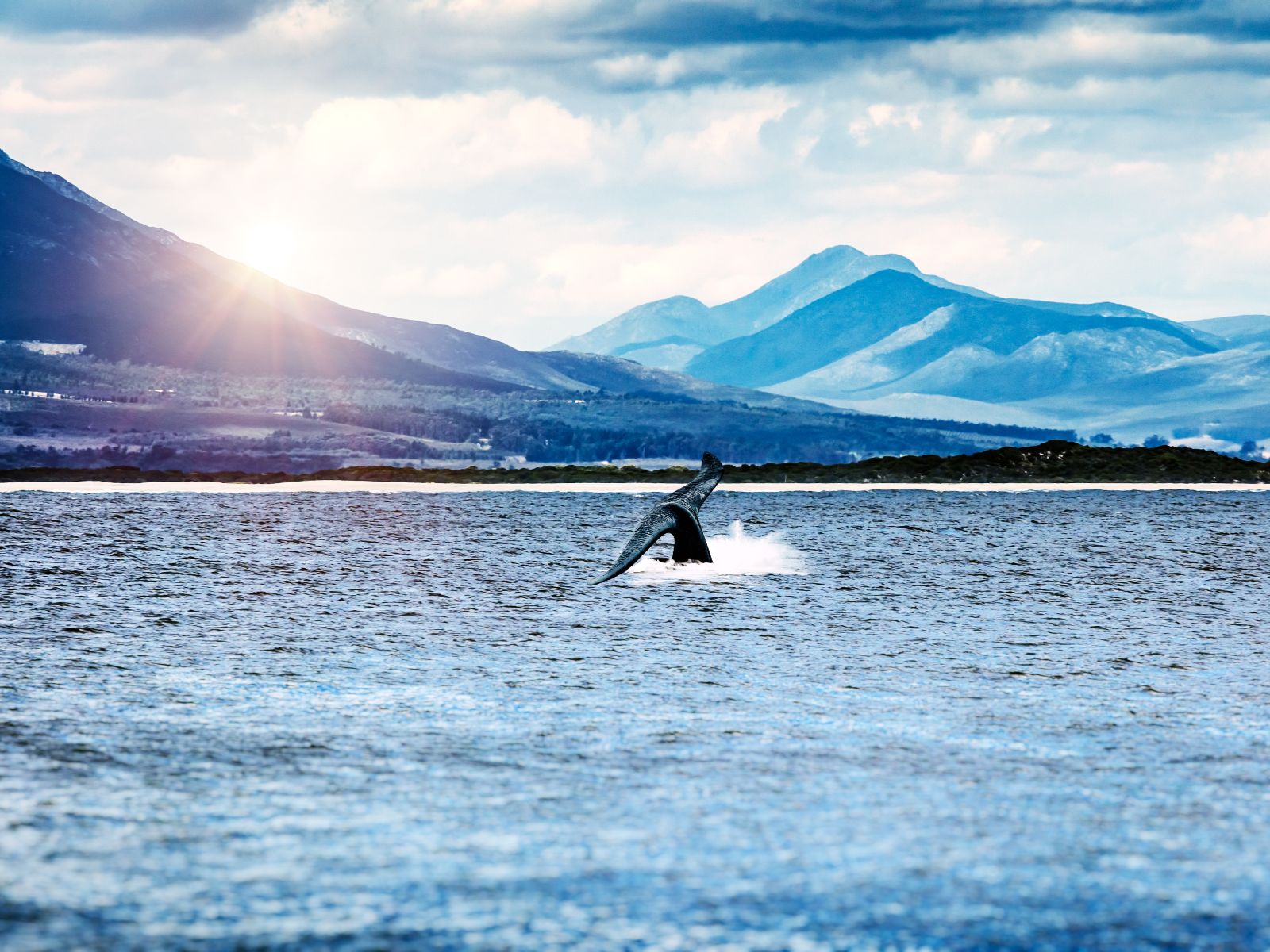 Rondreis Zuid-Afrika, excursie Whales and wine tour, Hermanus walvis