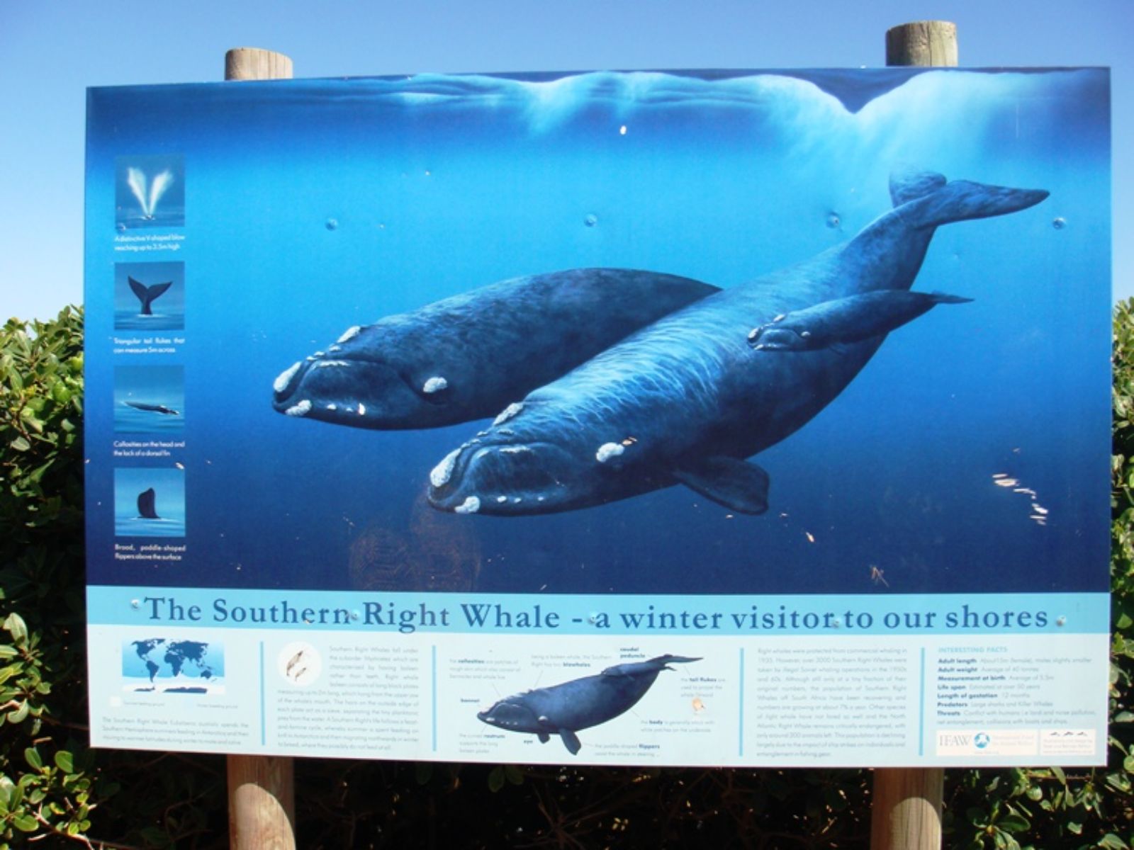 Rondreis Zuid-Afrika, excursie Whales and wine tour, bord walvisexcursie