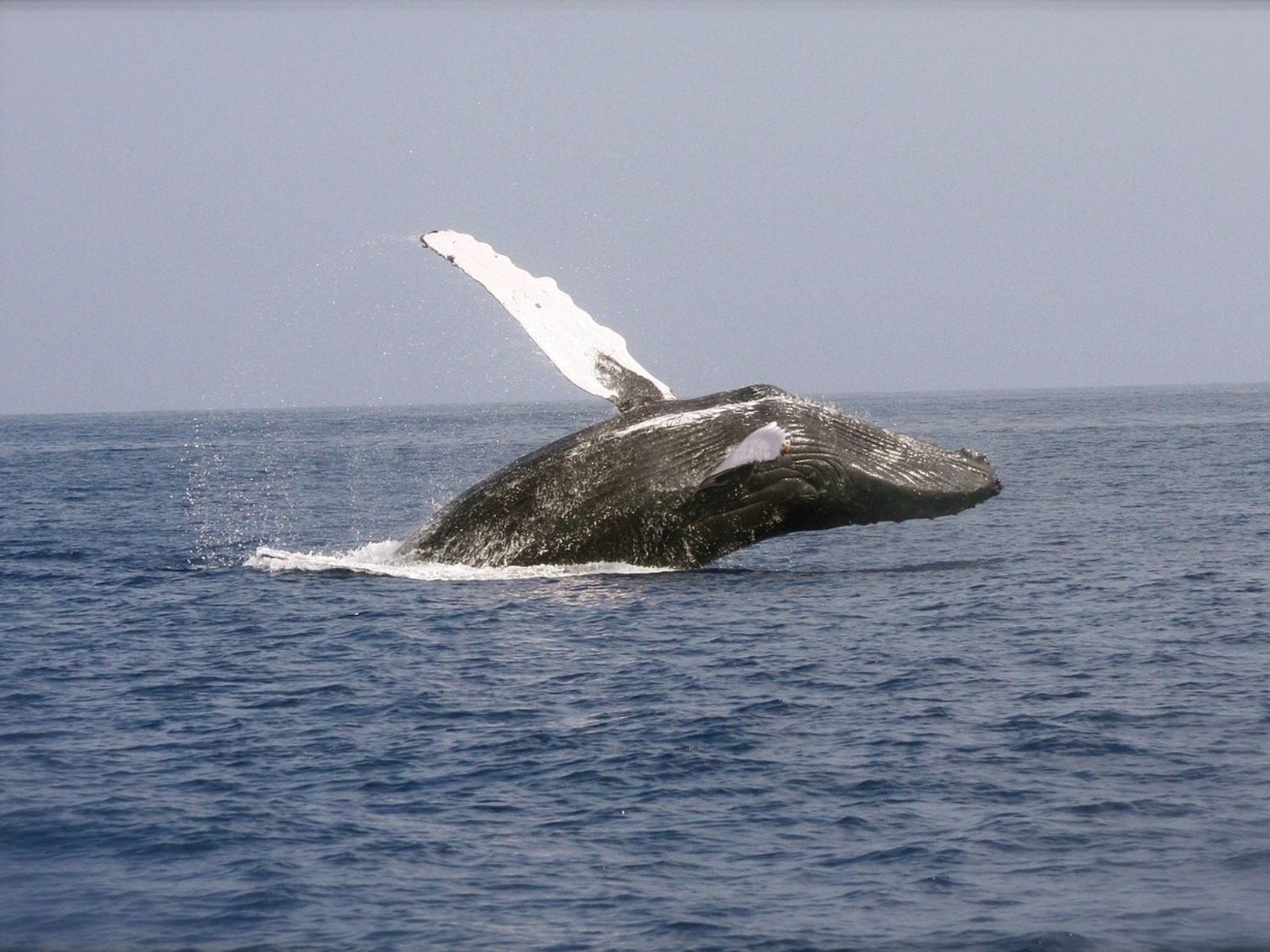 Rondreis Zuid-Afrika, excursie Whales and wine tour, walvis