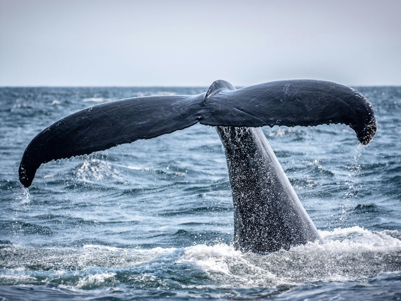 Rondreis Zuid-Afrika, excursie Whales and wine tour, walvisstaart