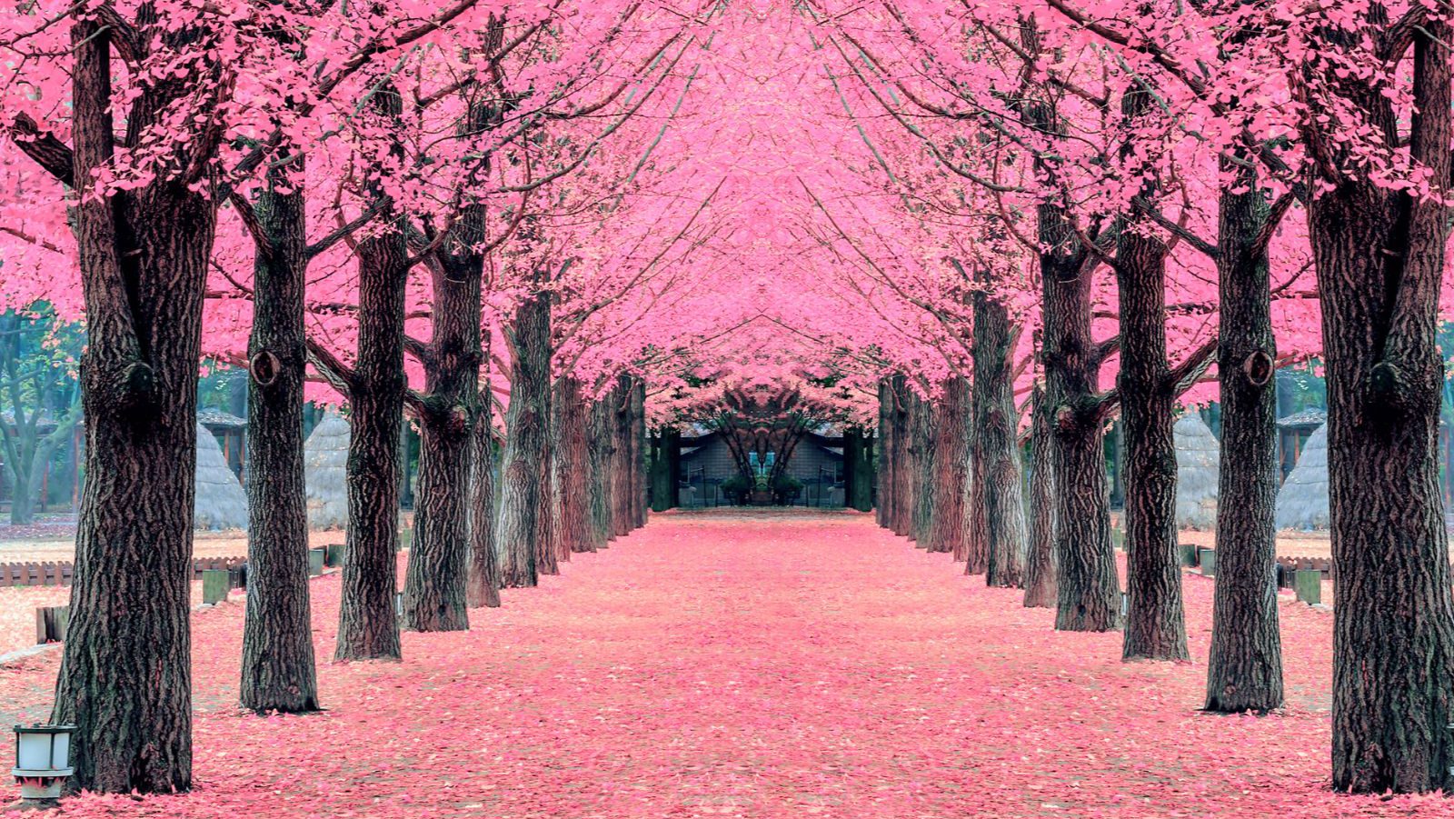 Rondreis Zuid-Korea, Nami Island, bomen met roze bloesem