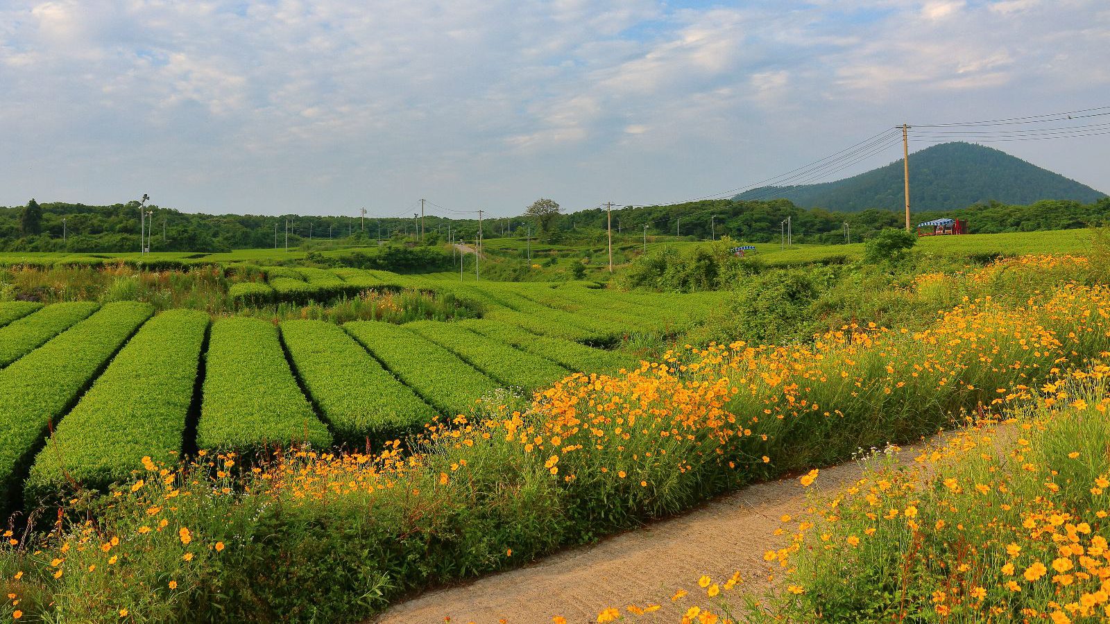 Rondreis Zuid-Korea, excursie Jeju Island westkust, O'sulloc Green Tea Fields, groene thee velden met bloemen