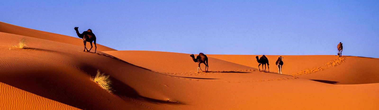 Rondreis Marokko, Marzouga, woestijn en kameel