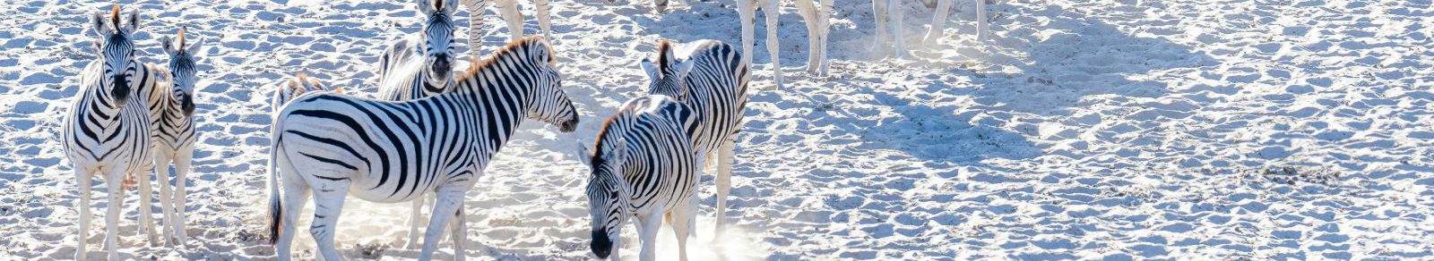 Rondreis-Botswana-Makgadikgadi-zoutpannen-zebras-op-de-zoutvlakte-aspect-ratio-2400-438