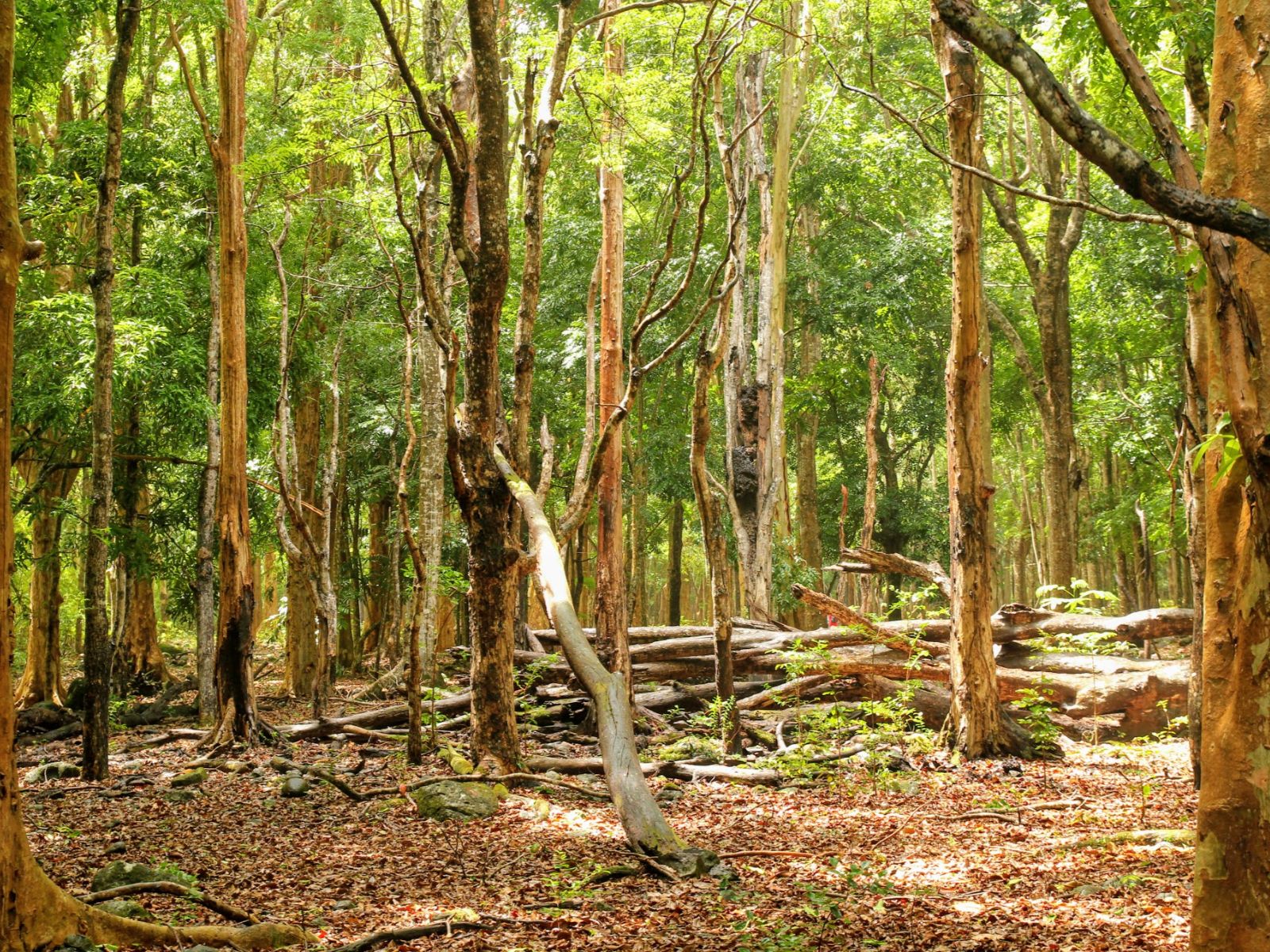 Rondreis Mauritius, Black River Gorges, Excursie Hike door Black River Gorges, bossen