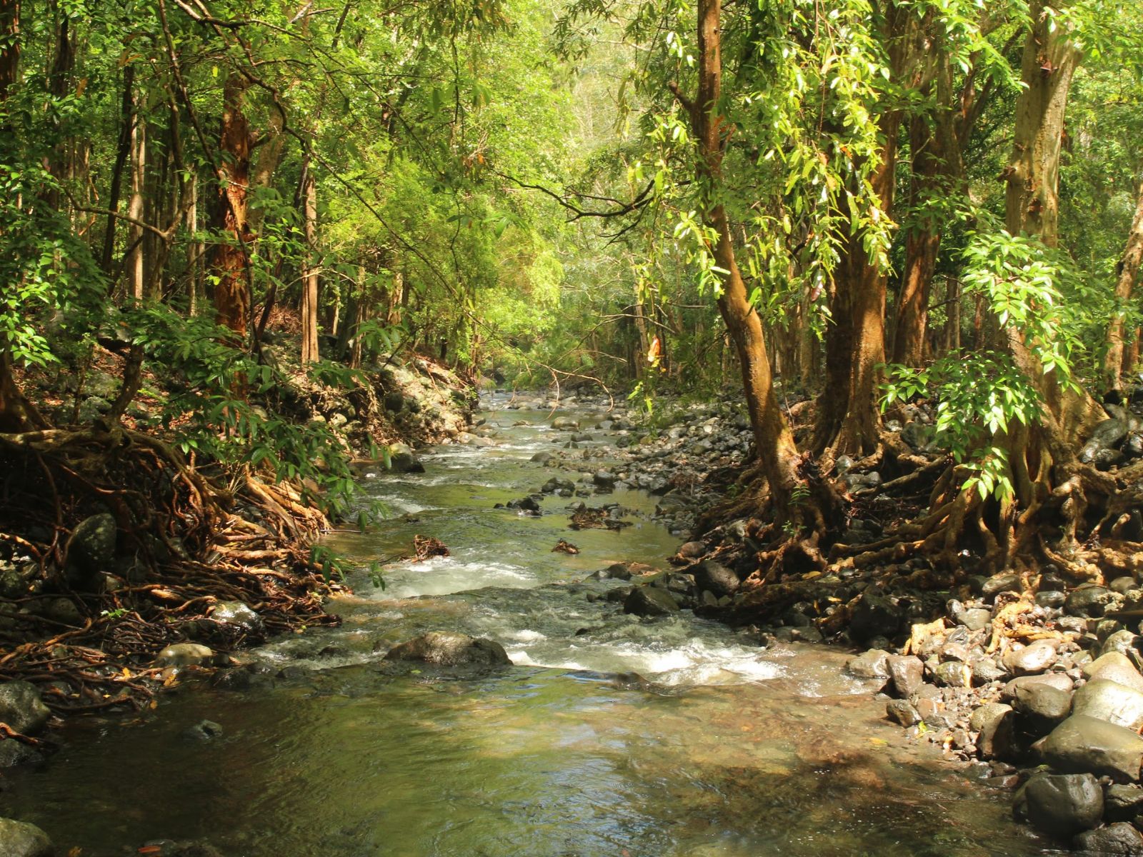 Rondreis Mauritius, Black River Gorges, Excursie Hike door Black River Gorges, riviertje