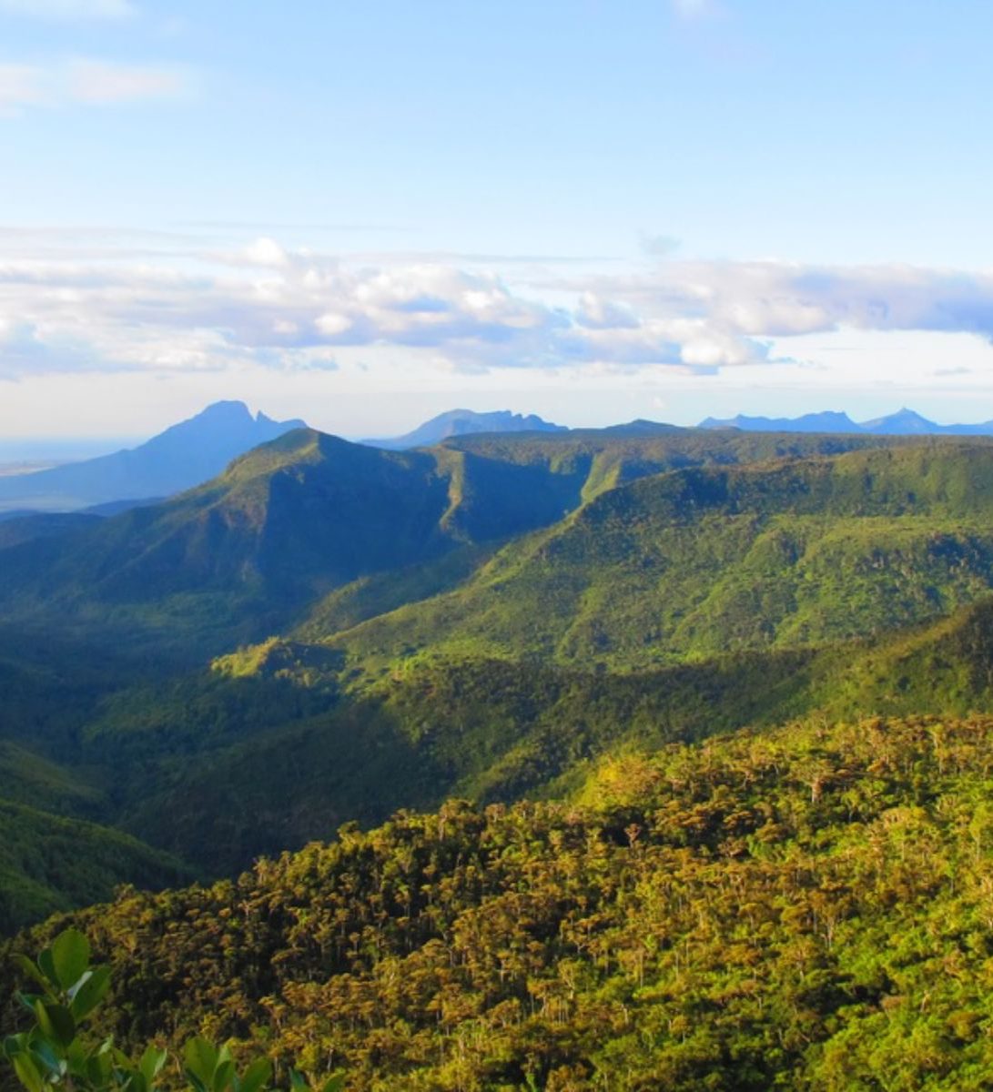 Rondreis Mauritius, Black River Gorges, Excursie Hike door Black River Gorges, wijds uitzicht over het natuurgebied
