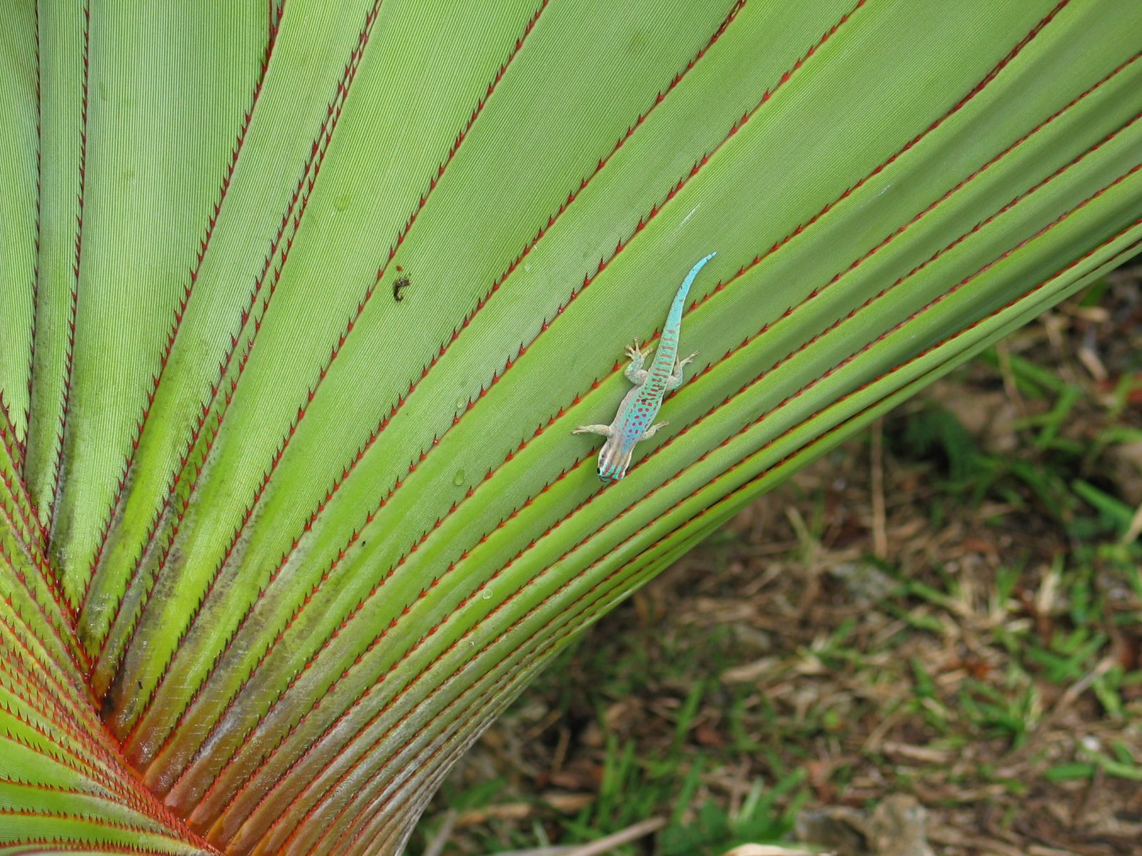 Rondreis Mauritius, Ile aux Aigrettes, Excursie Mauritius Wildlife Foundation, hagedissoort