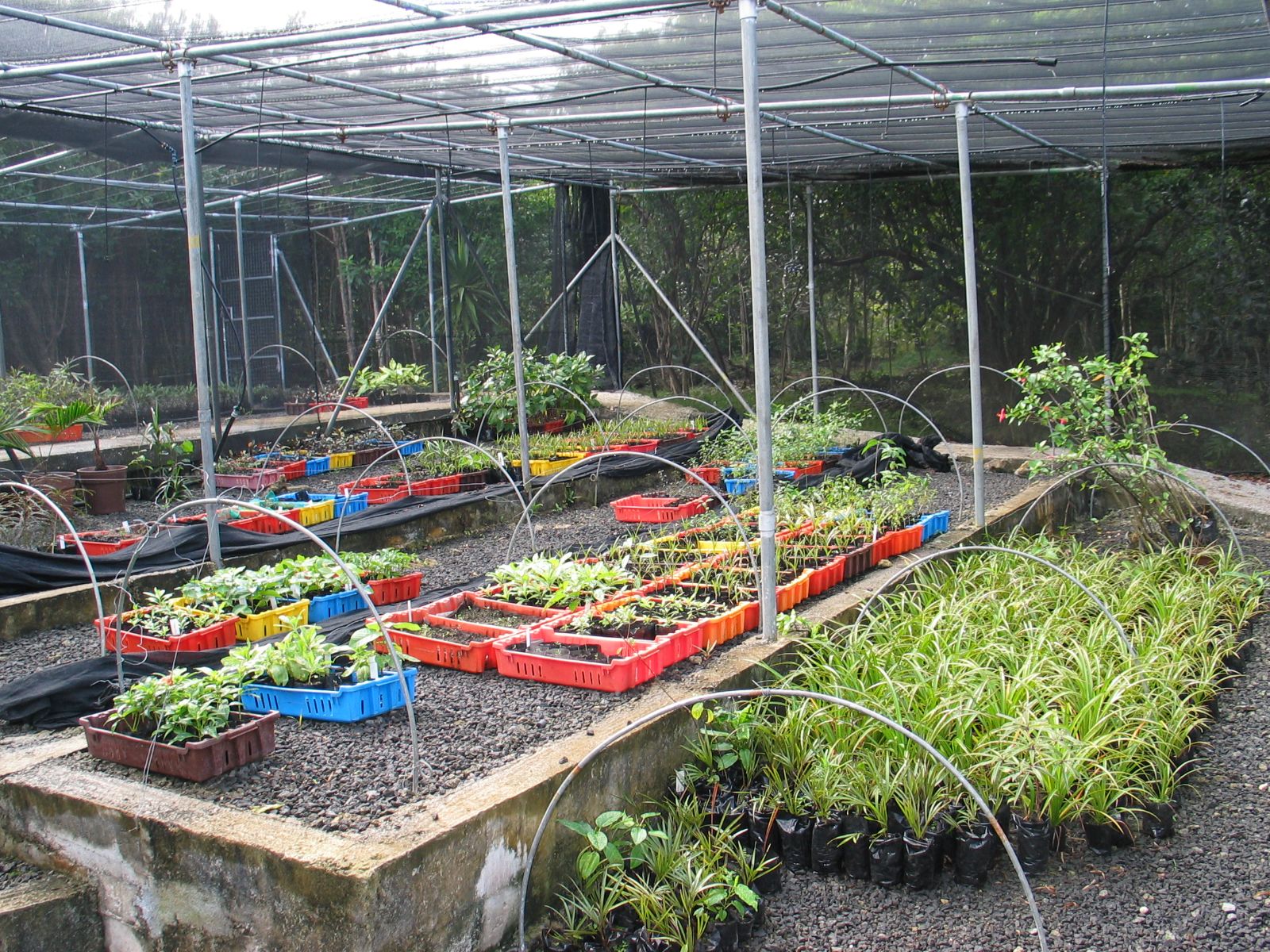 Rondreis Mauritius, Ile aux Aigrettes, Excursie Mauritius Wildlife Foundation, plantjes