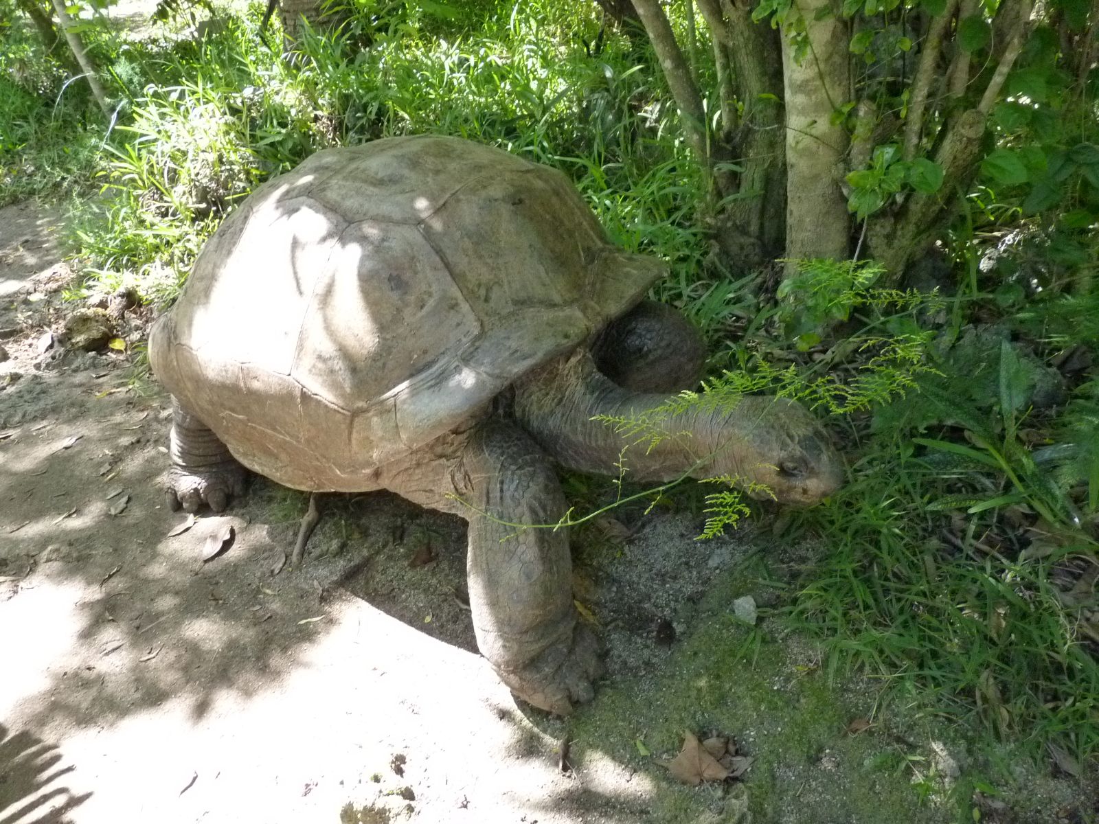 Rondreis Mauritius, Ile aux Aigrettes, Excursie Mauritius Wildlife Foundation, reuzeschildpad