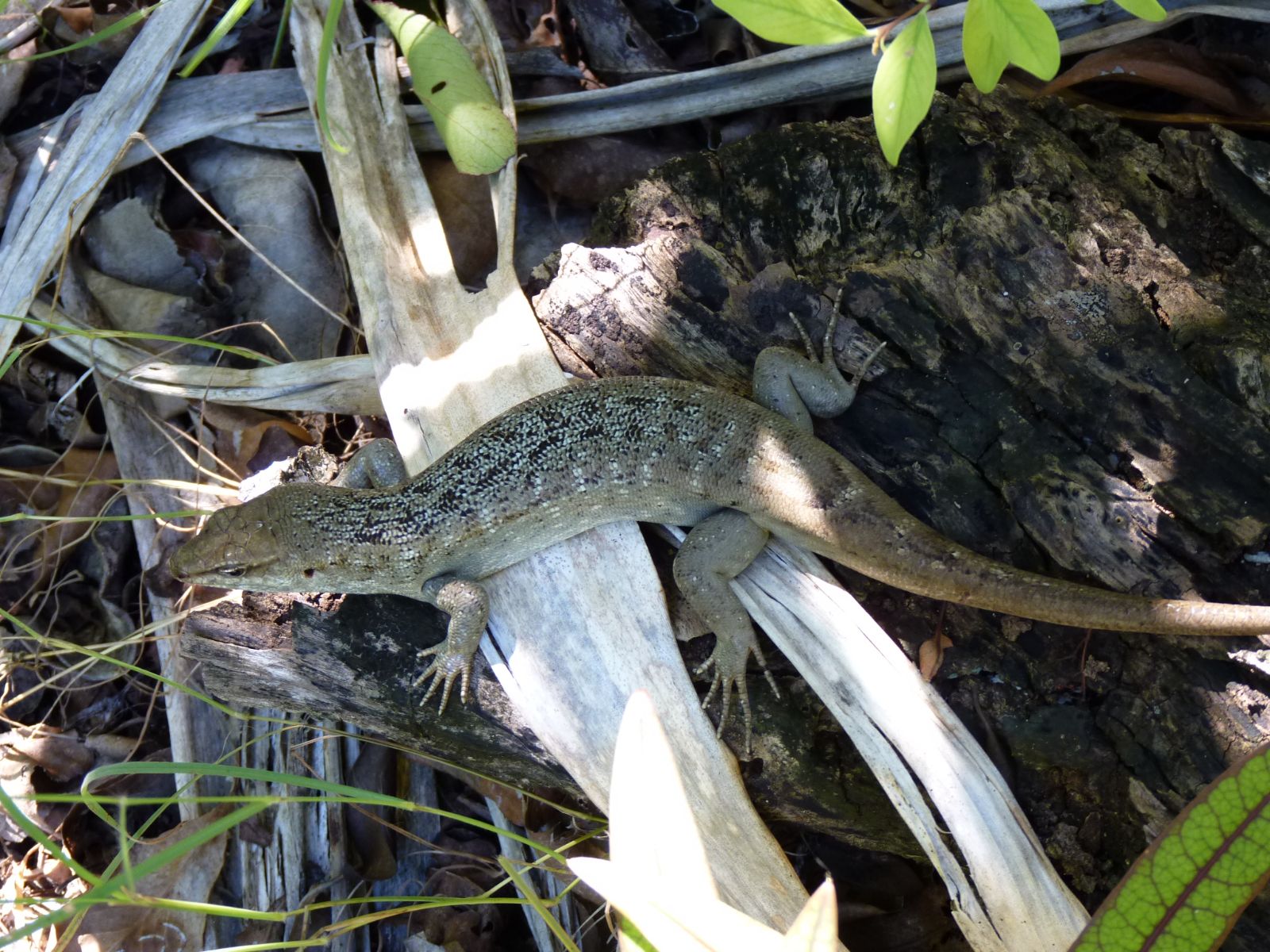 Rondreis Mauritius, Ile aux Aigrettes, Excursie Mauritius Wildlife Foundation, salamander