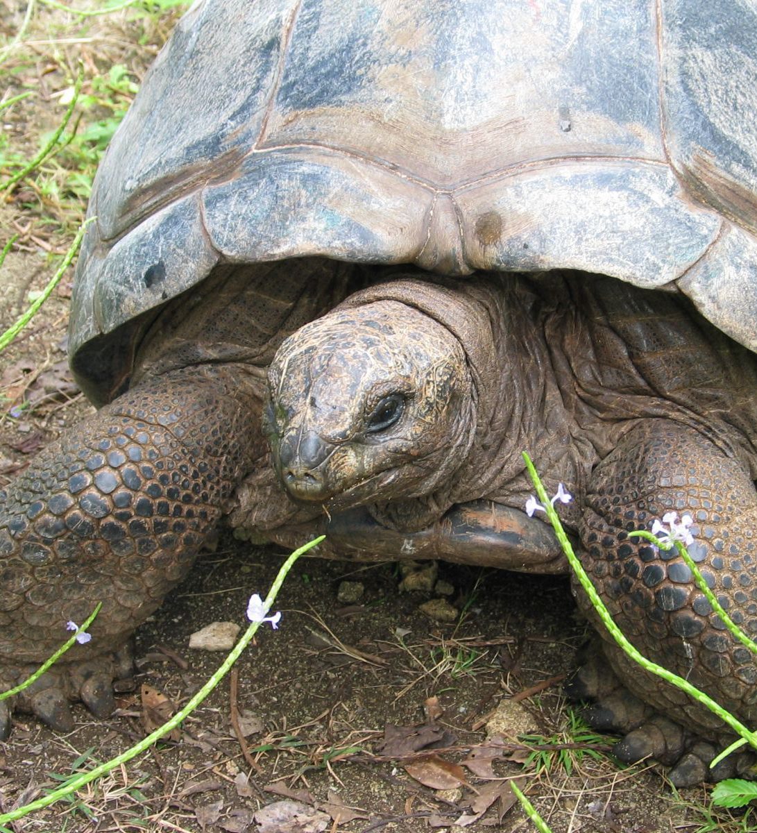 Rondreis Mauritius, Ile aux Aigrettes, Excursie Mauritius Wildlife Foundation, schildpad met bloemetjes