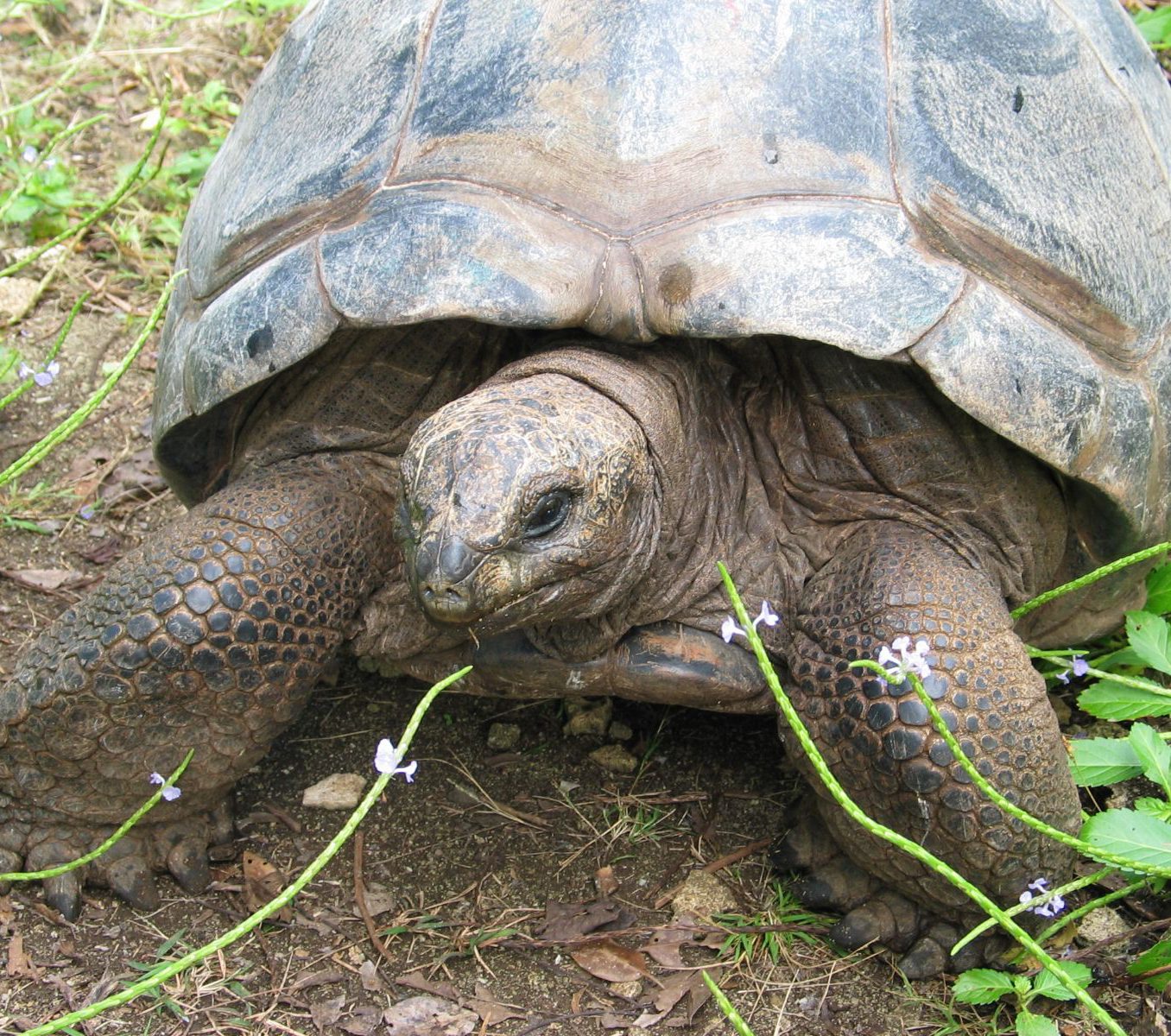 Rondreis Mauritius, Ile aux Aigrettes, Excursie Mauritius Wildlife Foundation, schildpad met bloemetjes