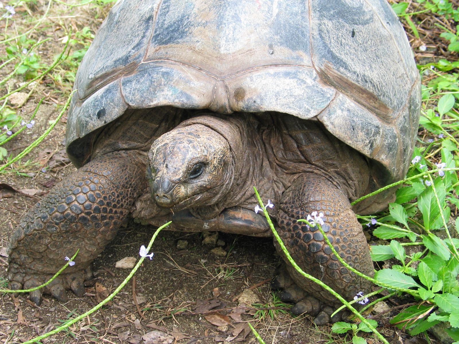 Rondreis Mauritius, Ile aux Aigrettes, Excursie Mauritius Wildlife Foundation, schildpad met bloemetjes