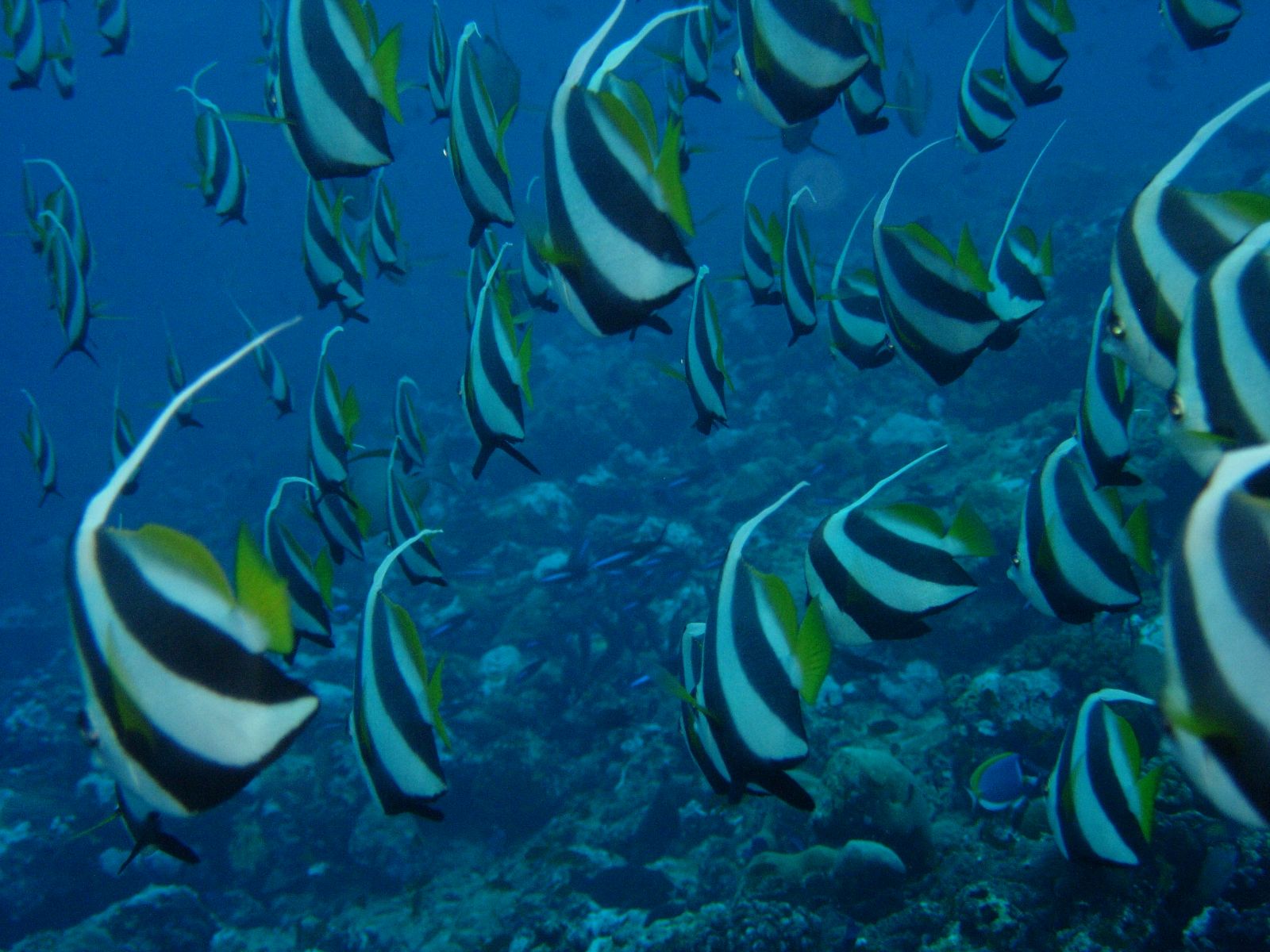 Rondreis Mauritius, Trou d'eau Douce, Excursie Turquoise Cruise naar Ile aux Cerfs, vissen