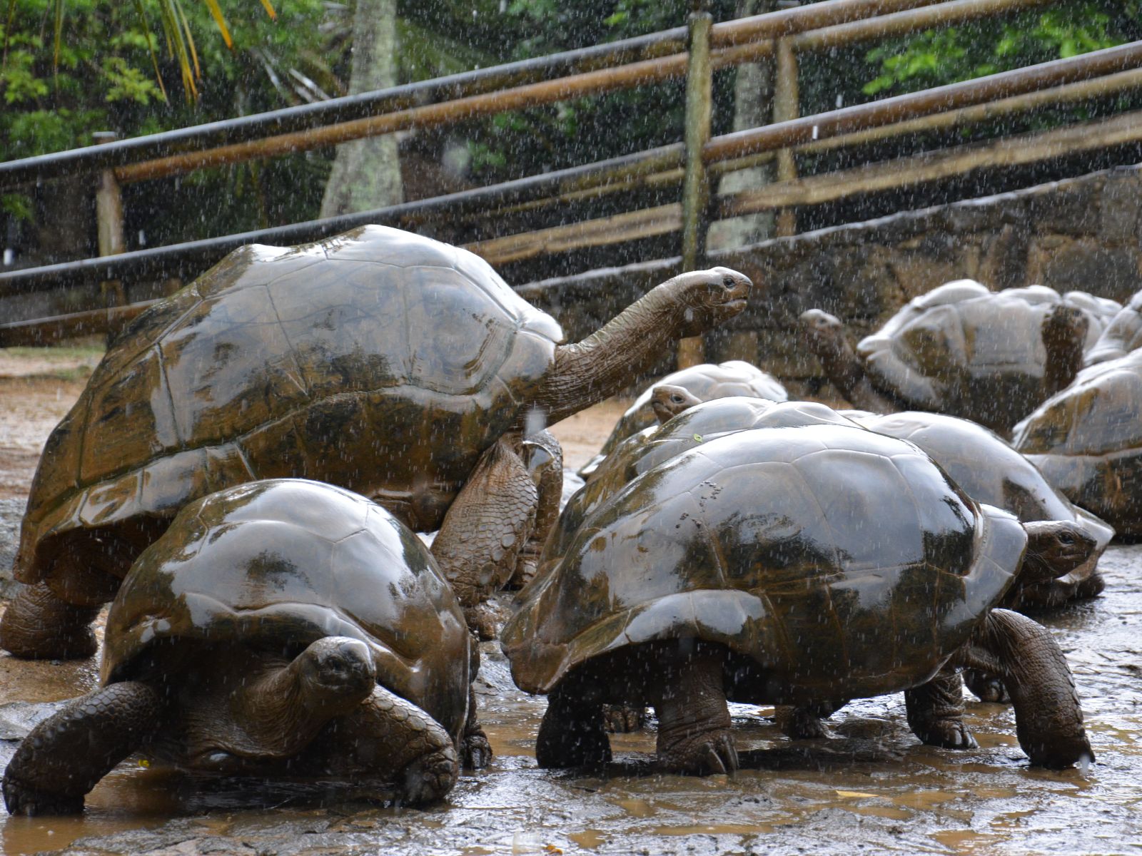 Rondreis Mauritius, Zuidkust, Excursie Quad Biking Adventure, schildpadden