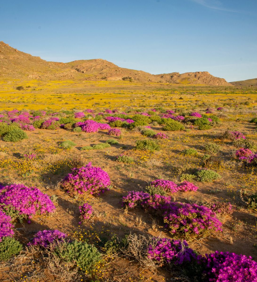 Rondreis Namibië, Aus, excursie Sunset Vehicle Nature Drive, bloemen in woestijn Rondreis Namibië, Aus, excursie Sunset Vehicle Nature Drive, bloemen in woestijn