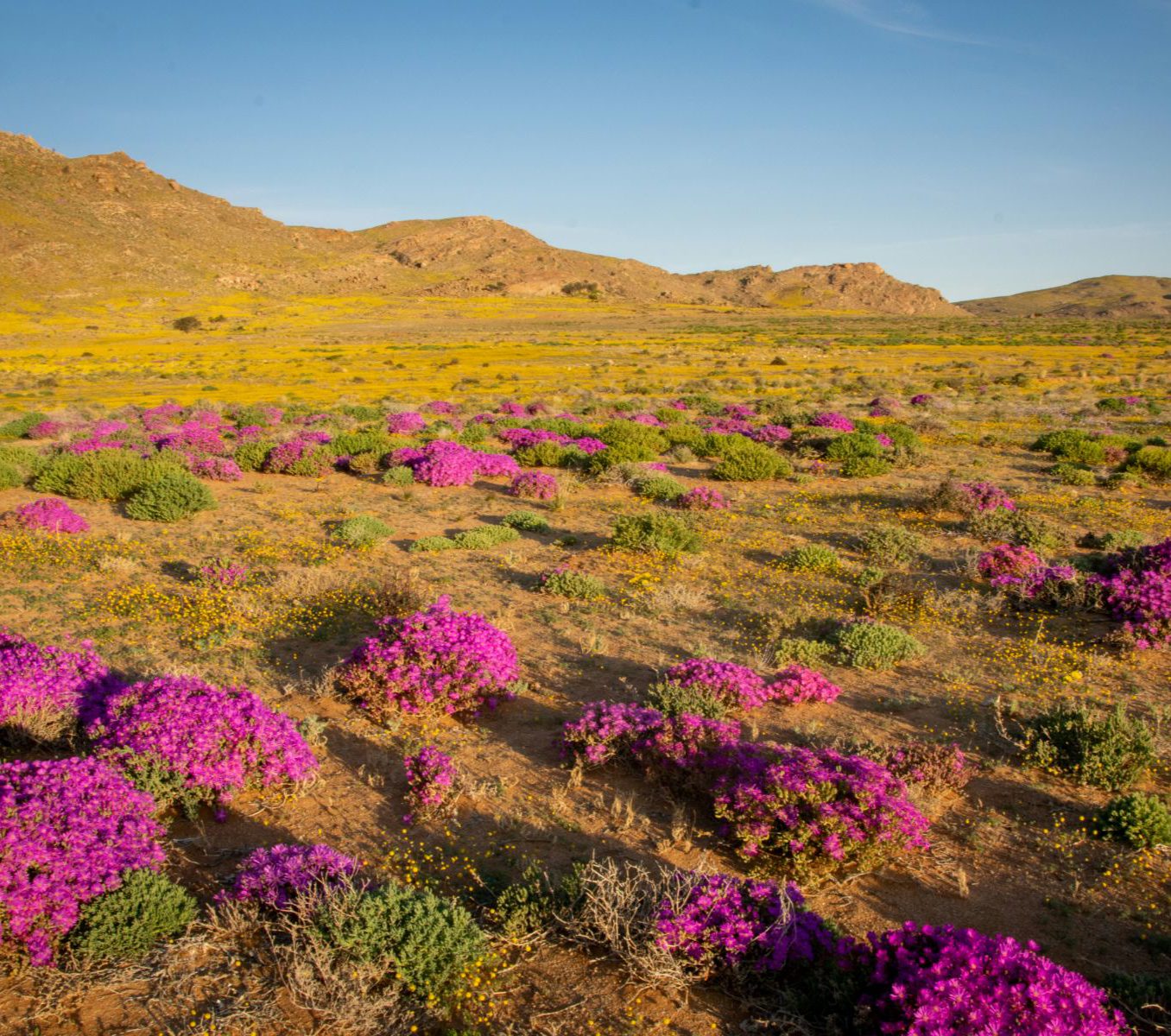 Rondreis Namibië, Aus, excursie Sunset Vehicle Nature Drive, bloemen in woestijn