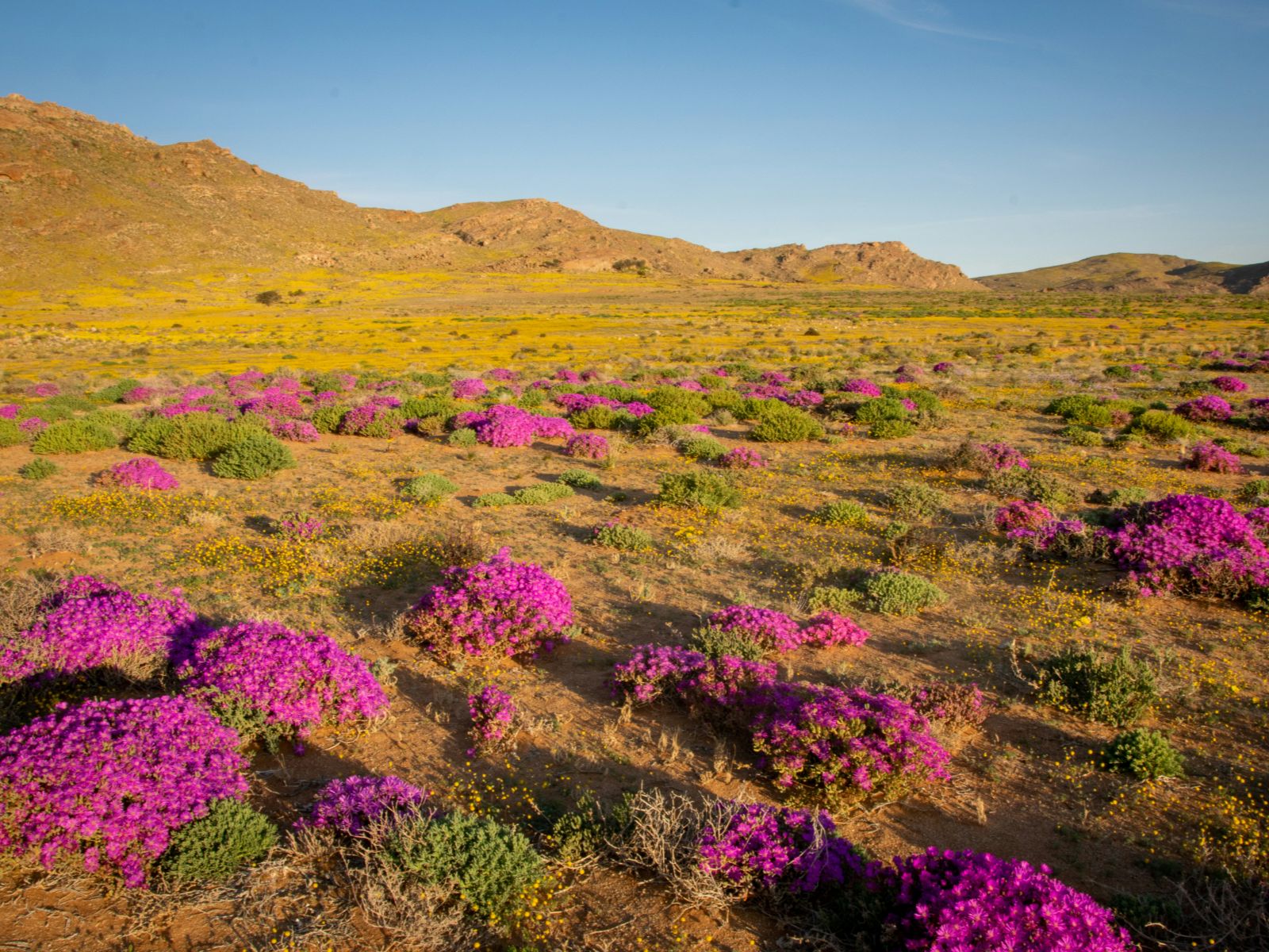 Rondreis Namibië, Aus, excursie Sunset Vehicle Nature Drive, bloemen in woestijn