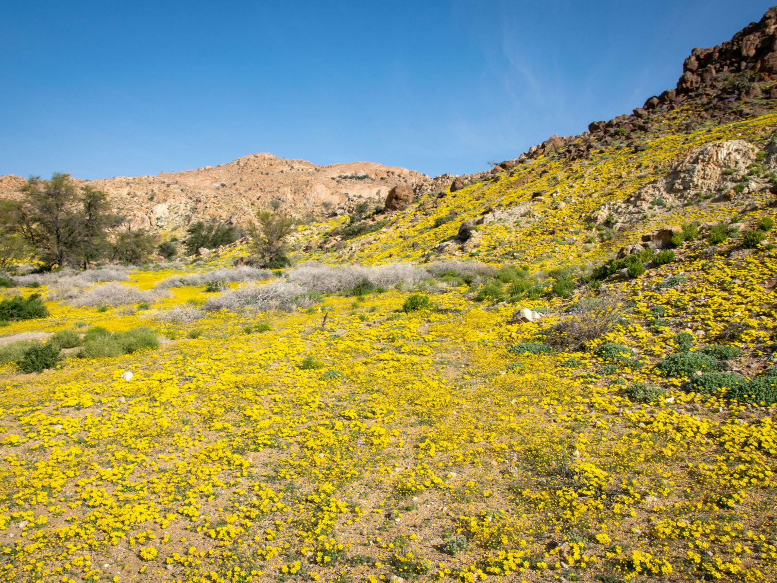 Rondreis Namibië, Aus, excursie Sunset Vehicle Nature Drive, gele bloemen
